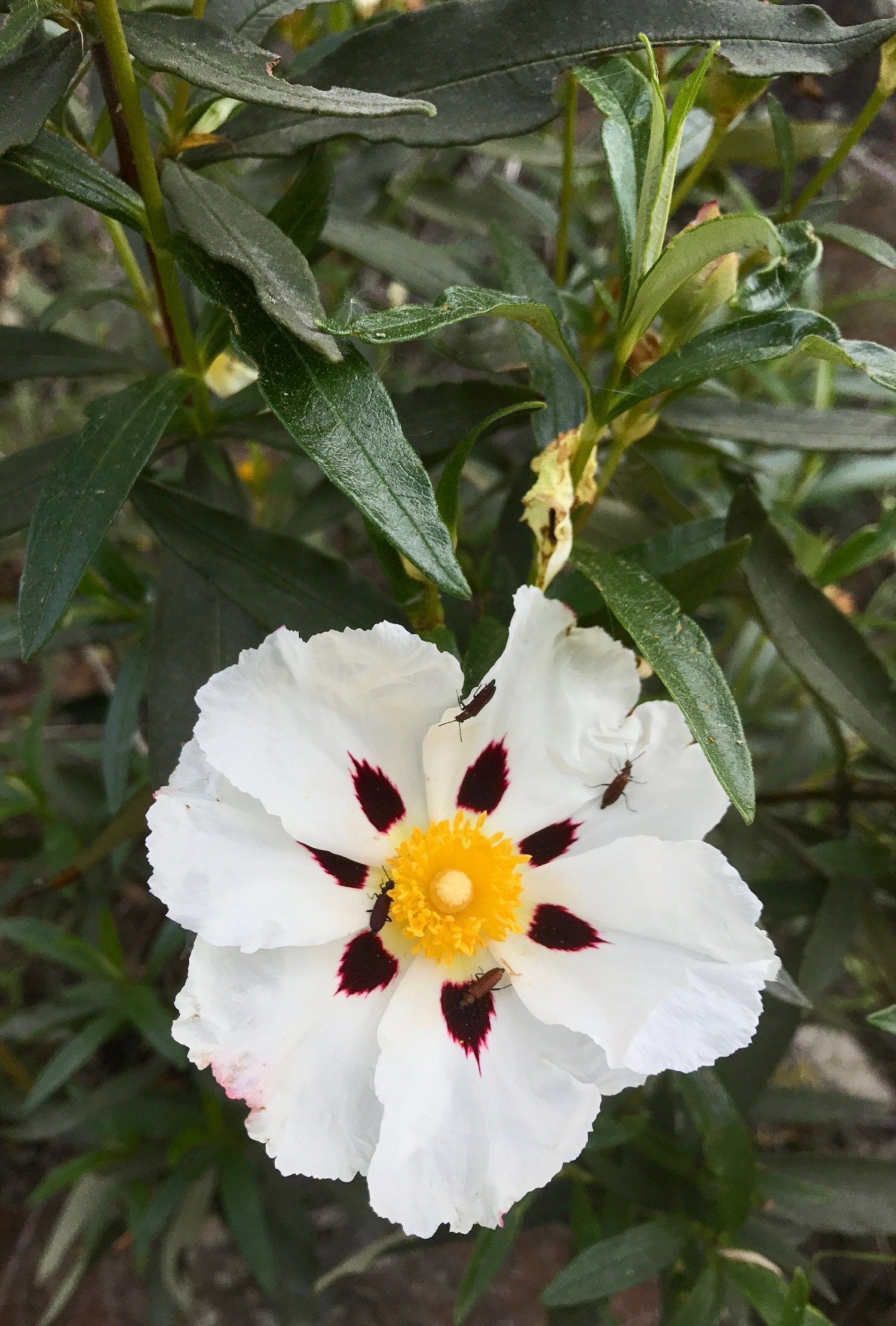  Gum rockrose ( Cistus ladanifer ) resembles a fried egg and has sticky leaves that produce an aromatic resin, “labdanum”, which is harvested for perfume production. 