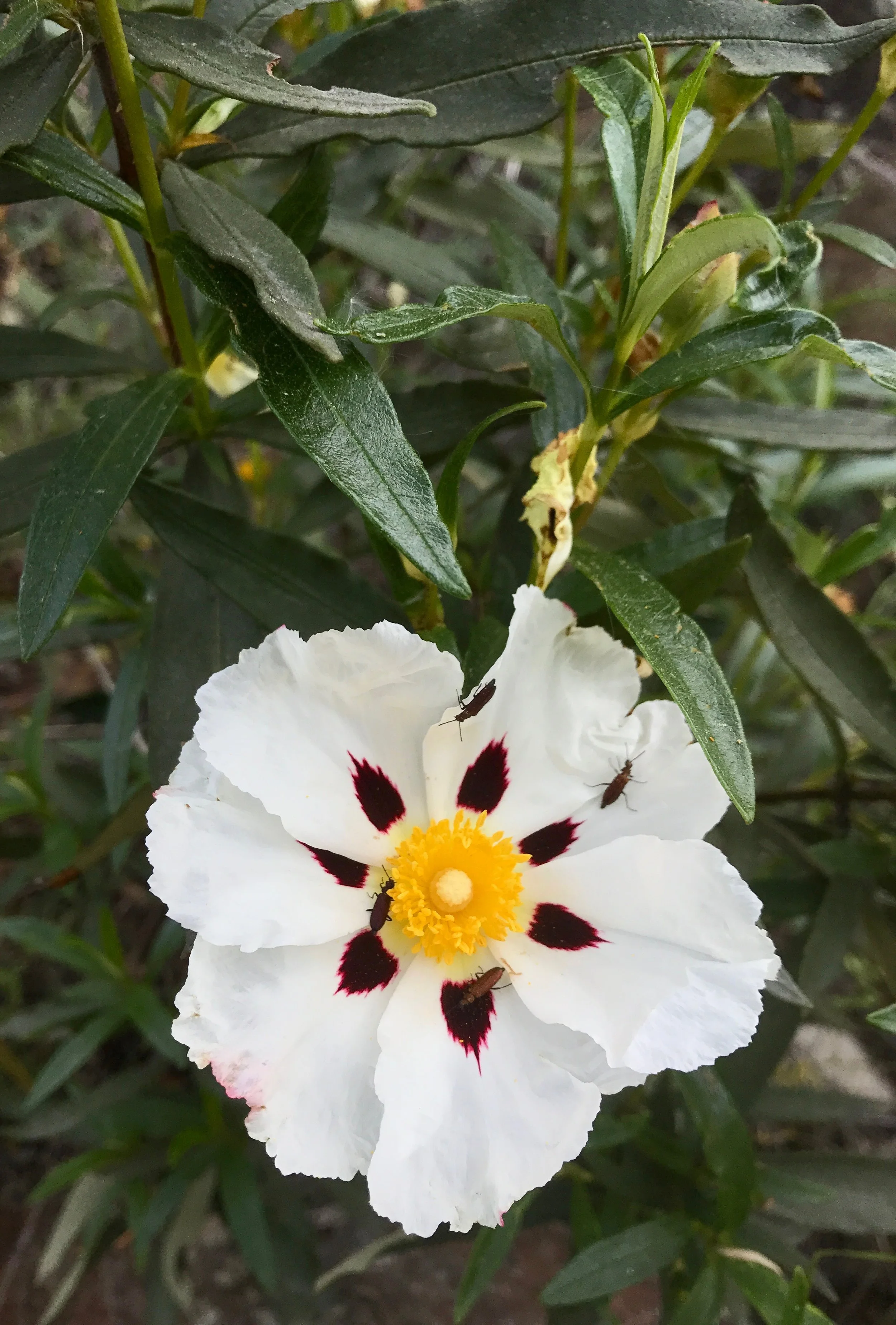 Gum rockrose ( Cistus ladanifer ) resembles a fried egg and has sticky leaves that produce an aromatic resin, “labdanum”, which is harvested for perfume production.