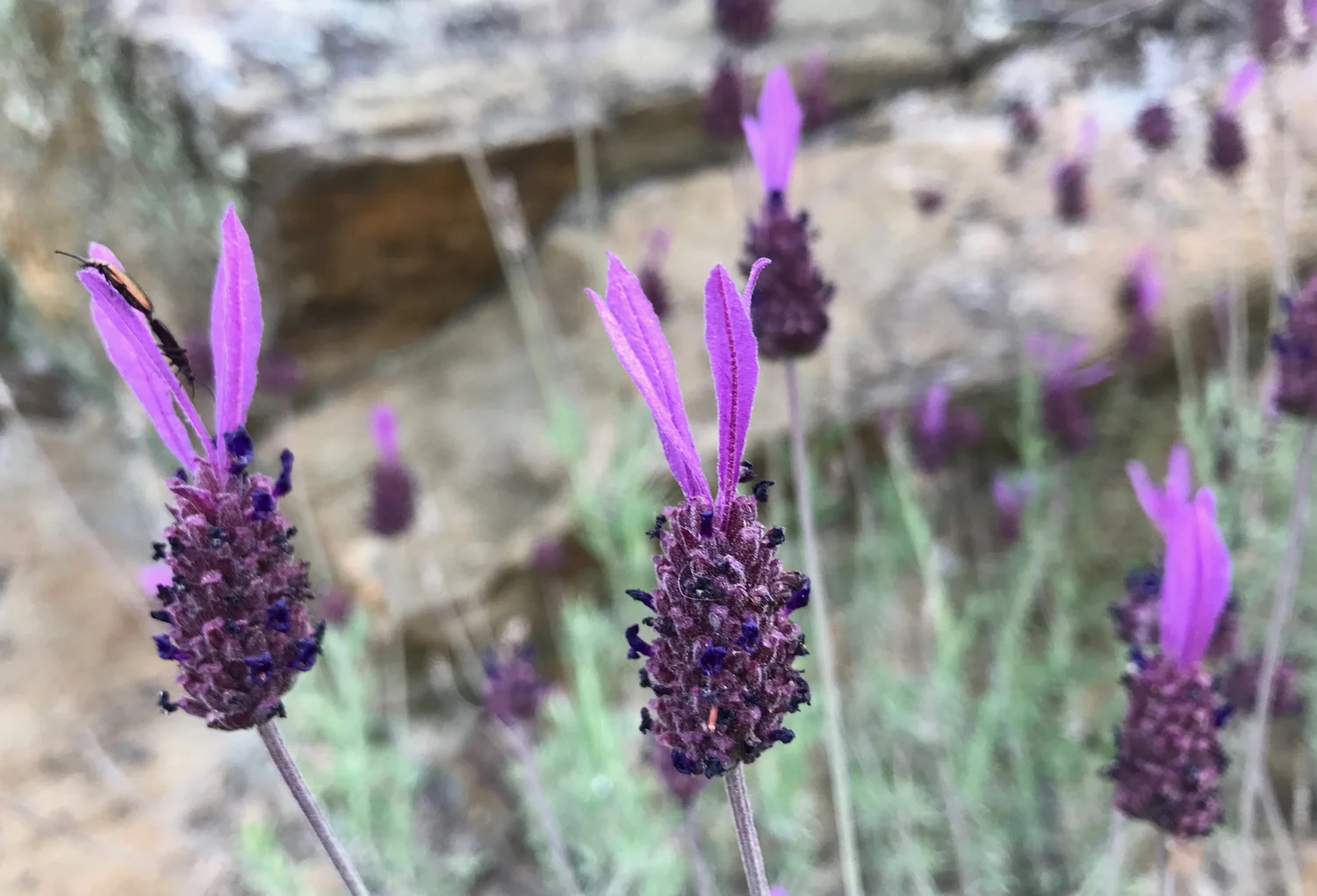  5 subspecies of  Lavendula pedunculata  grow in Portugal, and attract good “auxiliary fauna”, such as butterflies and bees, that ward off pests. 
