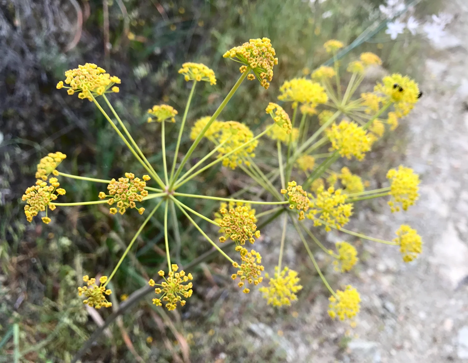 The villous deadly carrot ( Thapsia villosa ) can grow up to two meters, and is used by fisherman to stun fish. It also contains chemical compounds which scientists believe can treat neurodegenerative diseases, such as Alzheimer’s. 