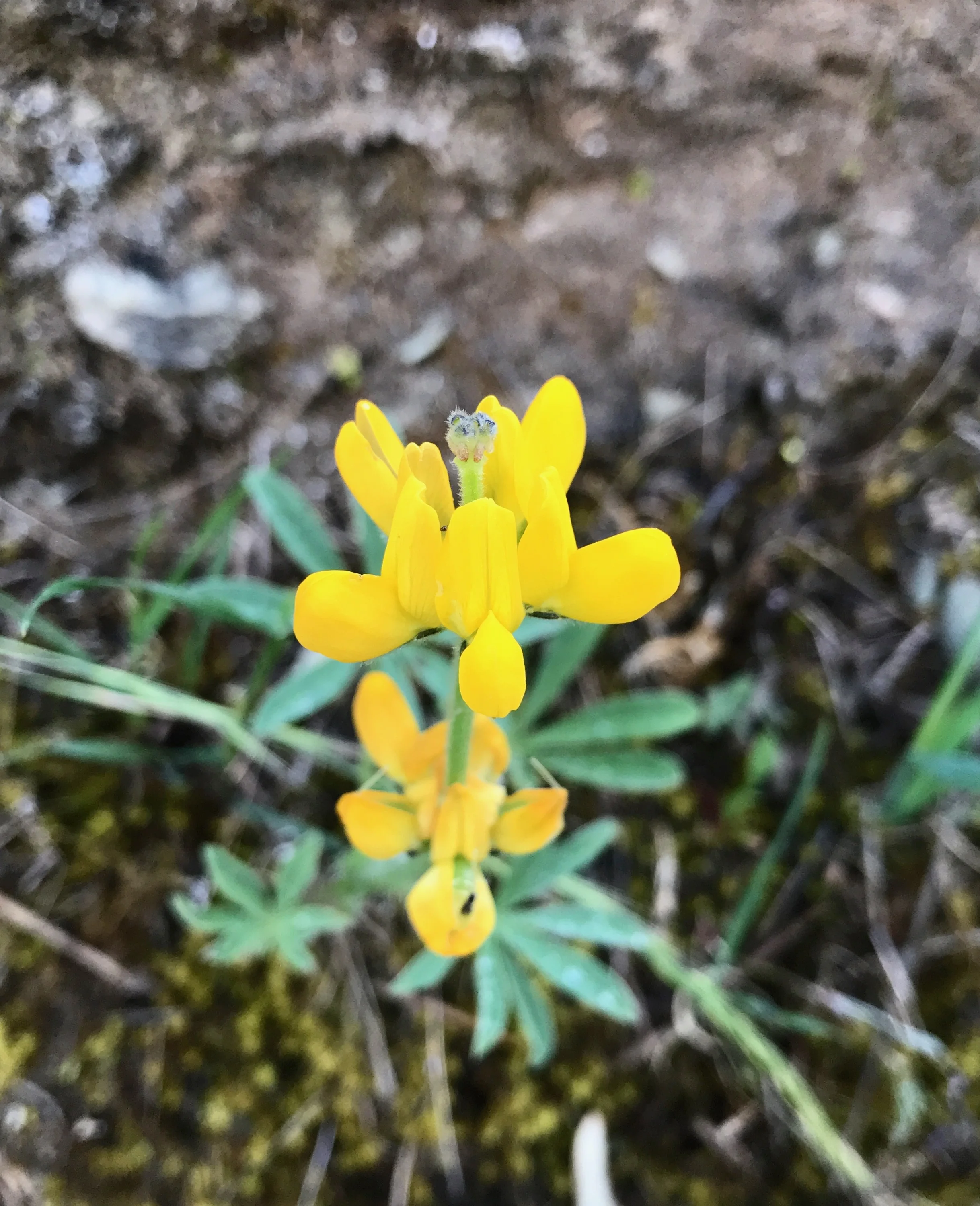 European yellow lupine ( Lupinus luteus ) is a “nitrogen-fixing” soil enricher and a relative of Lupinus albus , whose seeds have been harvested for over 3000 years by Mediterranean peoples and eaten as a protein- and fiber-rich snack called “tremoços” in Portugal.