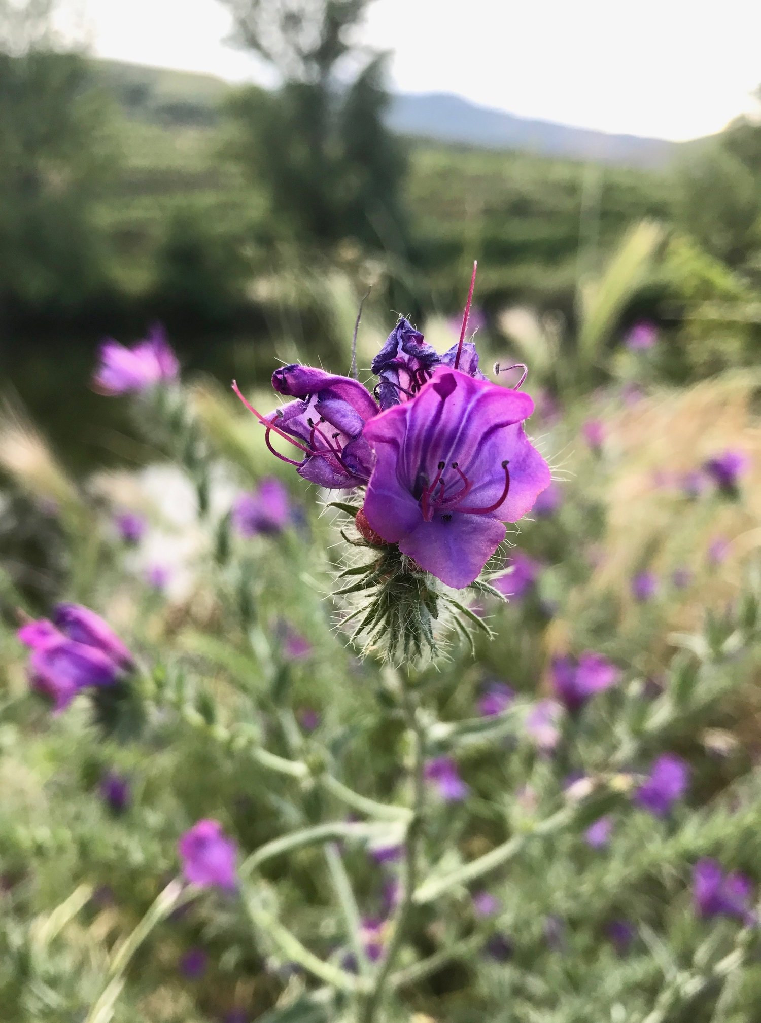  Purple viper's-bugloss ( Echium plantagineum ) is a ying-yang sort of plant - its seeds contain oil with high levels of fatty acids used in nutritional supplements, but its leaves contain poisonous alkaloids that can cause liver damage. 