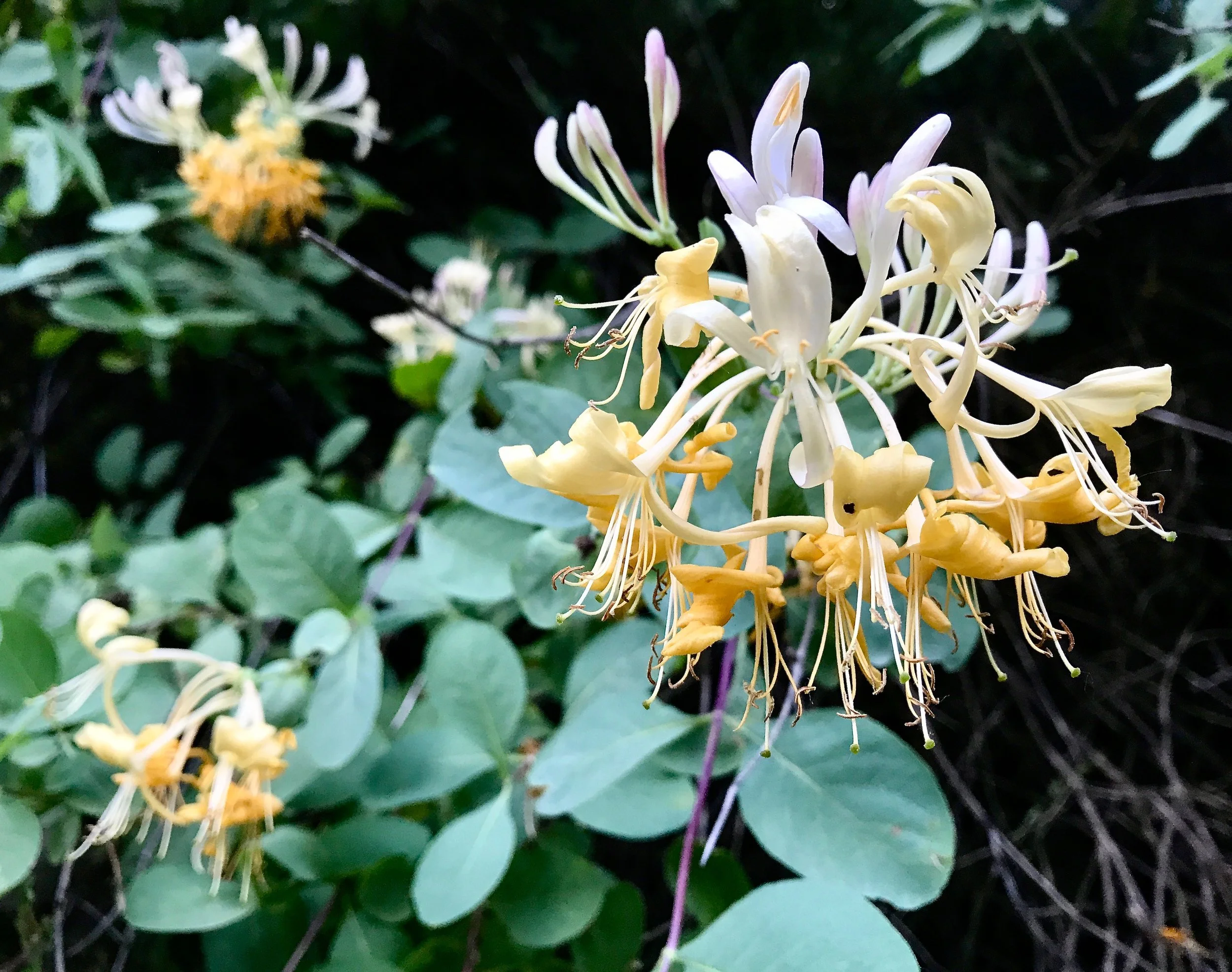 Honeysuckle ( Lonicera etrusca ) attracts many beneficial pollinators with its beautiful smell and appearance. The English used to plant it outside their houses to ward off evil spirits and bury it under their pillows to induce sweet dreams.