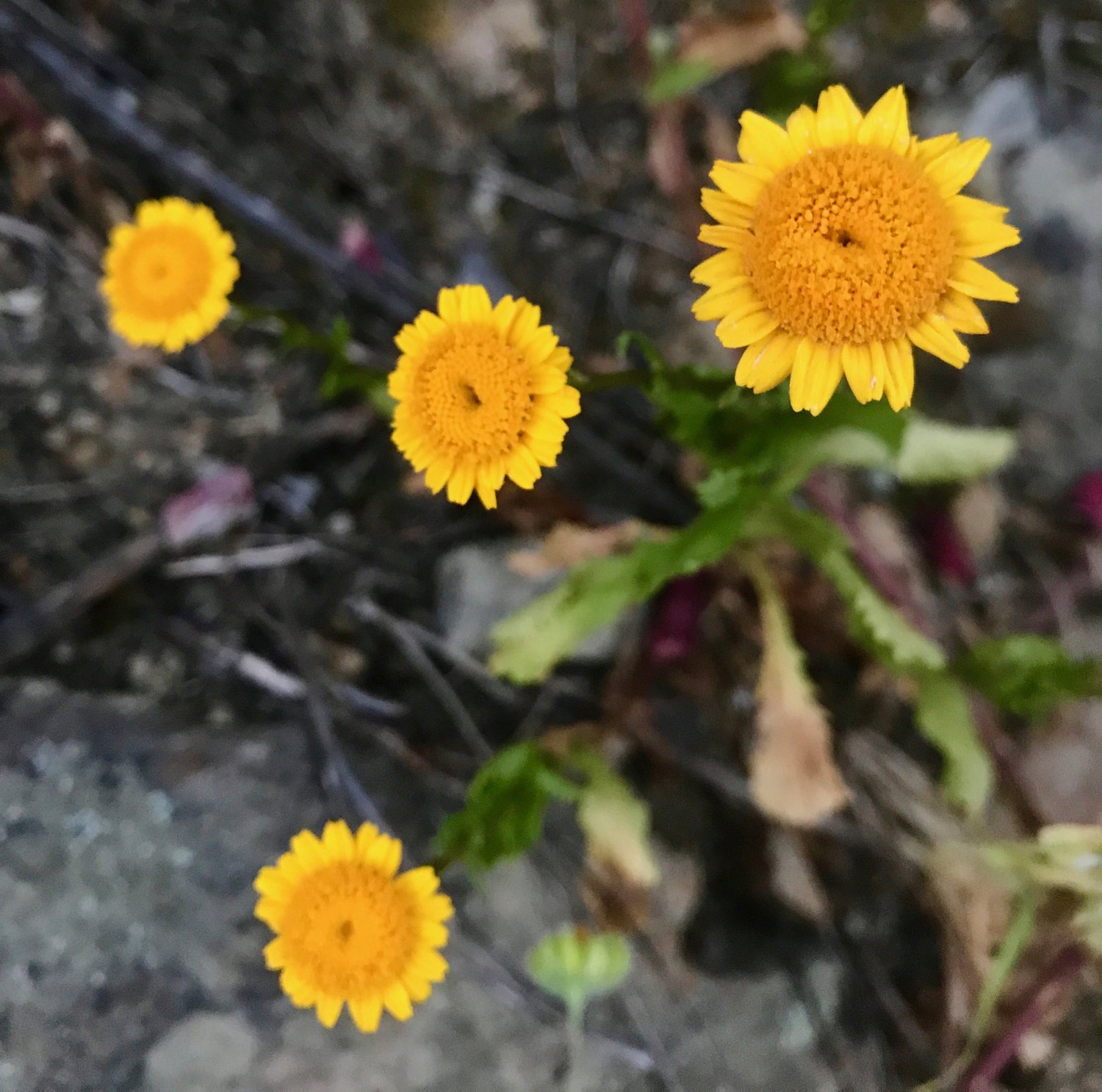  Wild marigold ( Calendula arvensis ) grows in abundance and is a medicinal herb used to treat skin inflammations. Add its edible petals to your salads for a tasty bit of color! 
