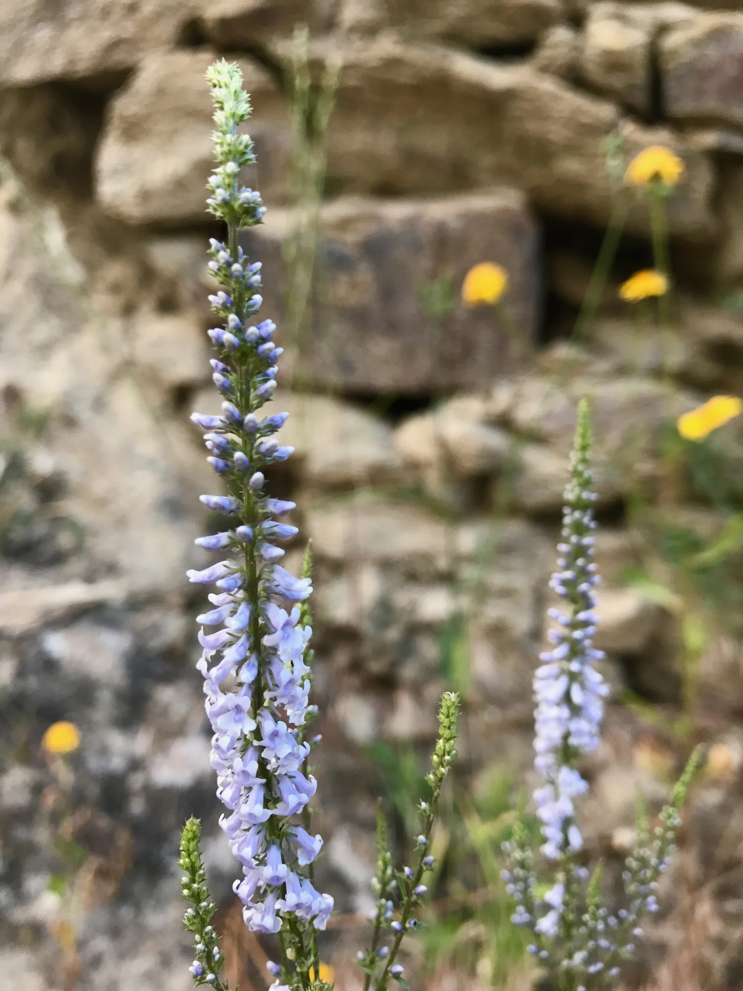   Antirrhinum bellidifolium , a member of the snapdragon genus, is one of the “model organisms” Darwin and Mendel used in the 1800s to study genetic inheritance and mutations. It has been cultivated since Roman times for its attractive, bilaterally-symmetrical flowers. 