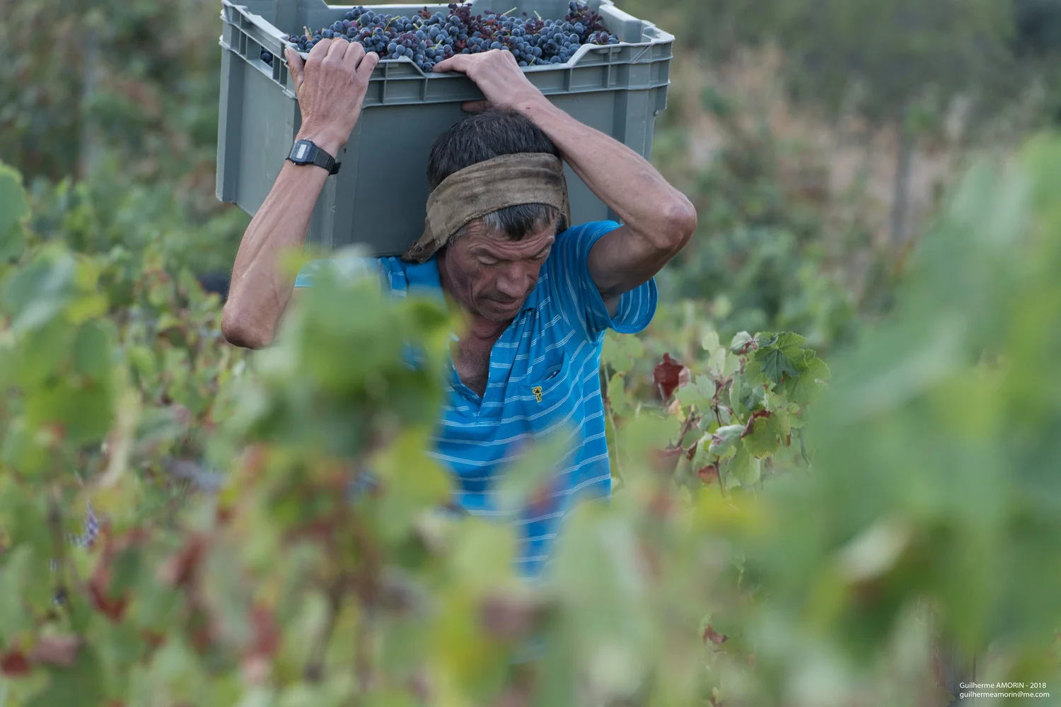  Male strength allows for carrying down the slopes full crates. 