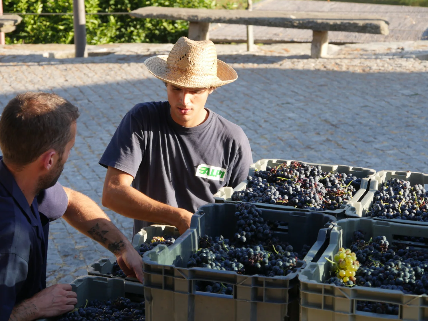  Unloading and sorting begins, note the 1 white grape cluster! 
