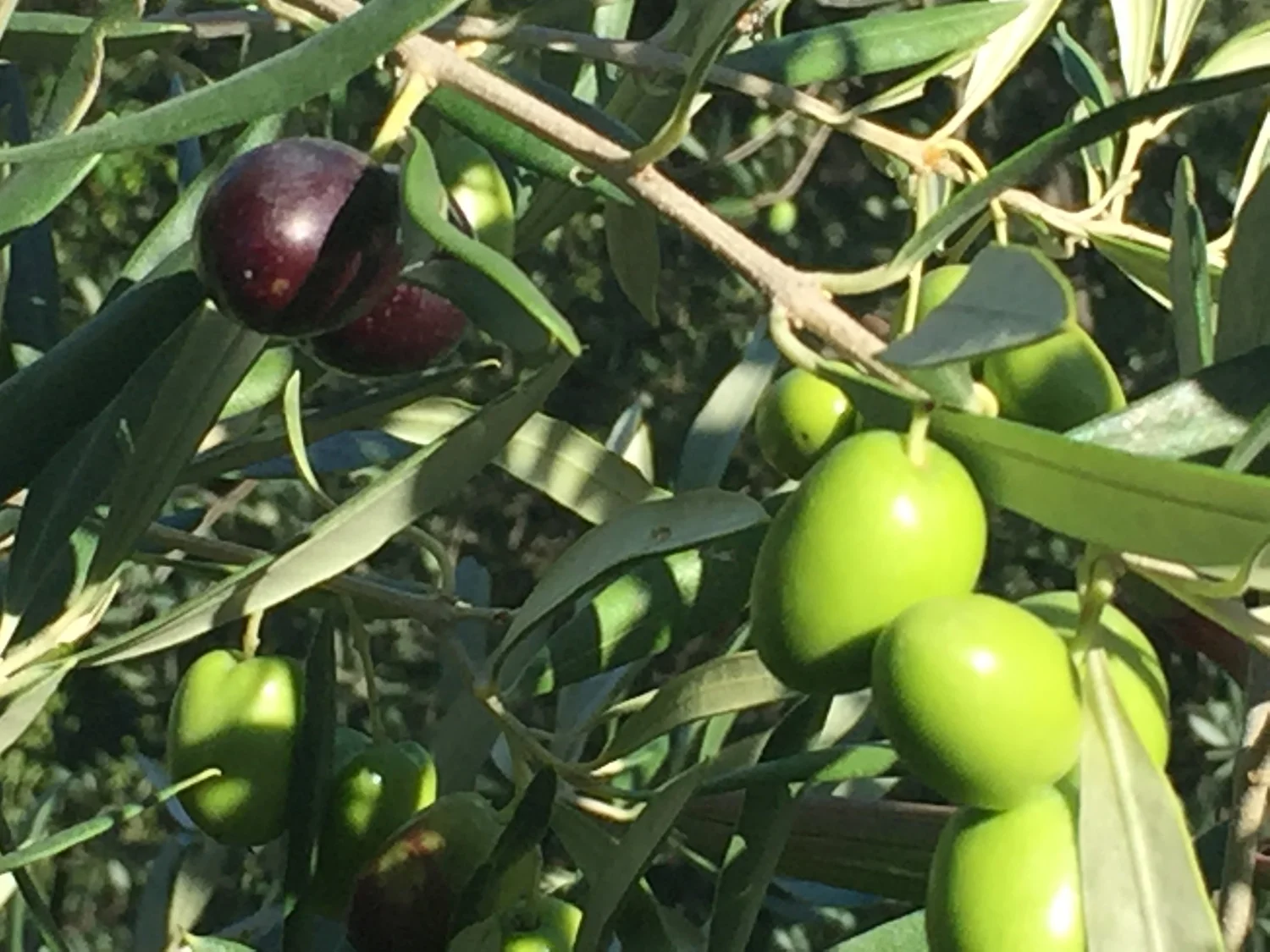  Olives change color during ripening. 