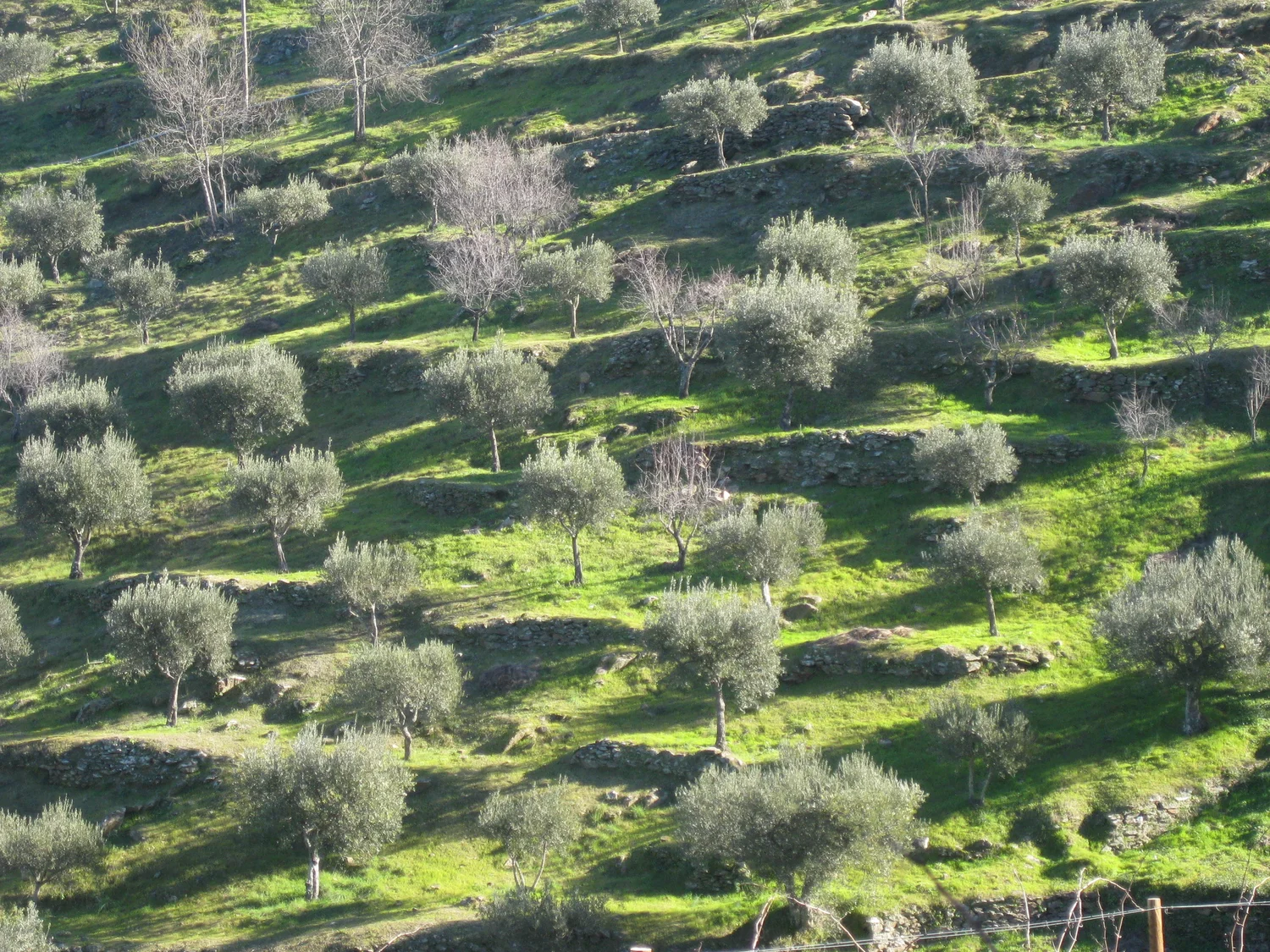 Olive trees a la go-go! 