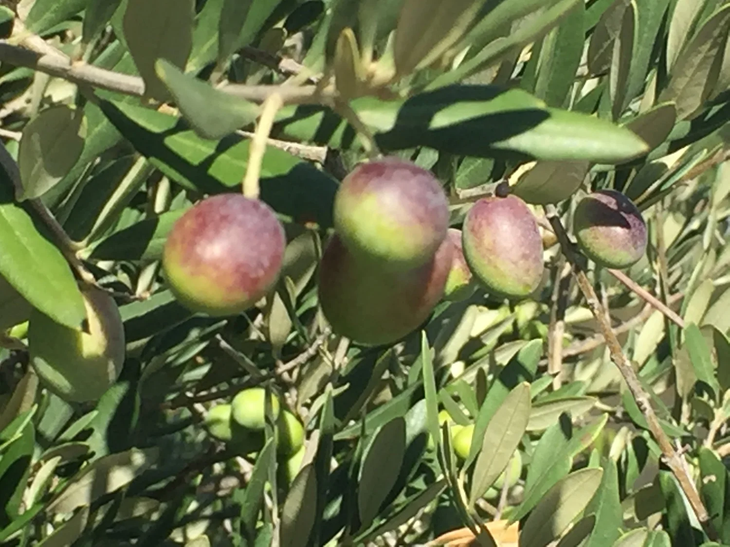  Ripening olives. 