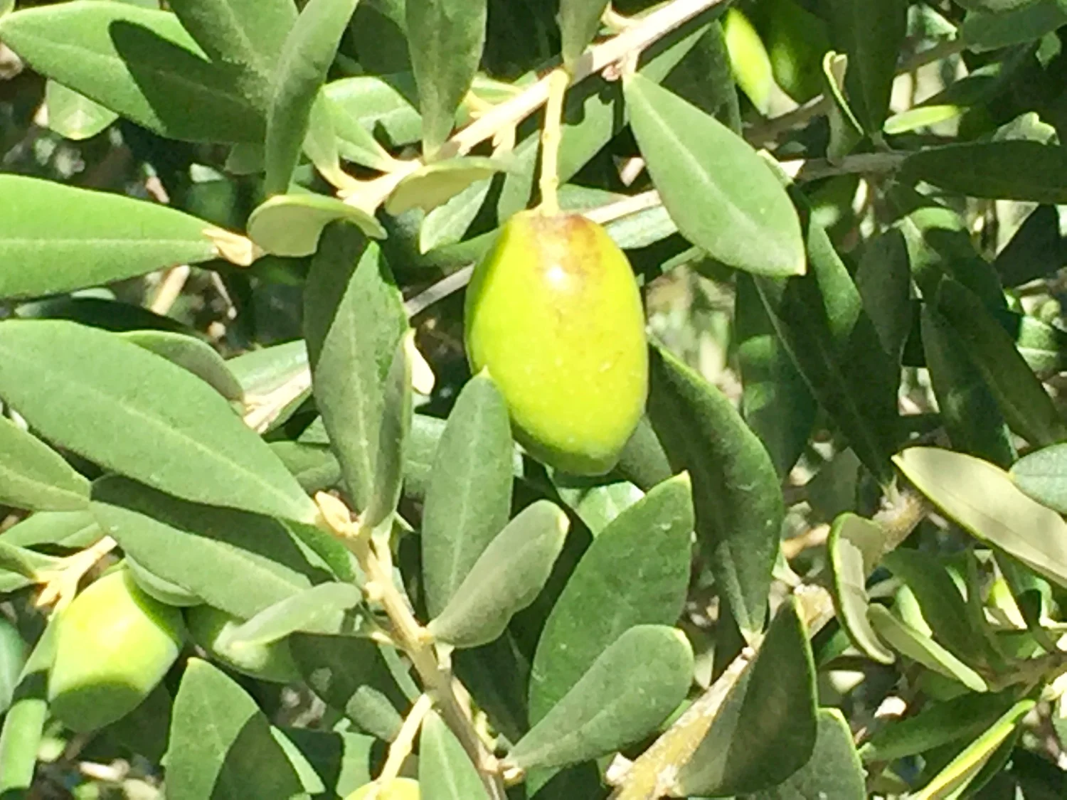 The beginning of the ripening process.
