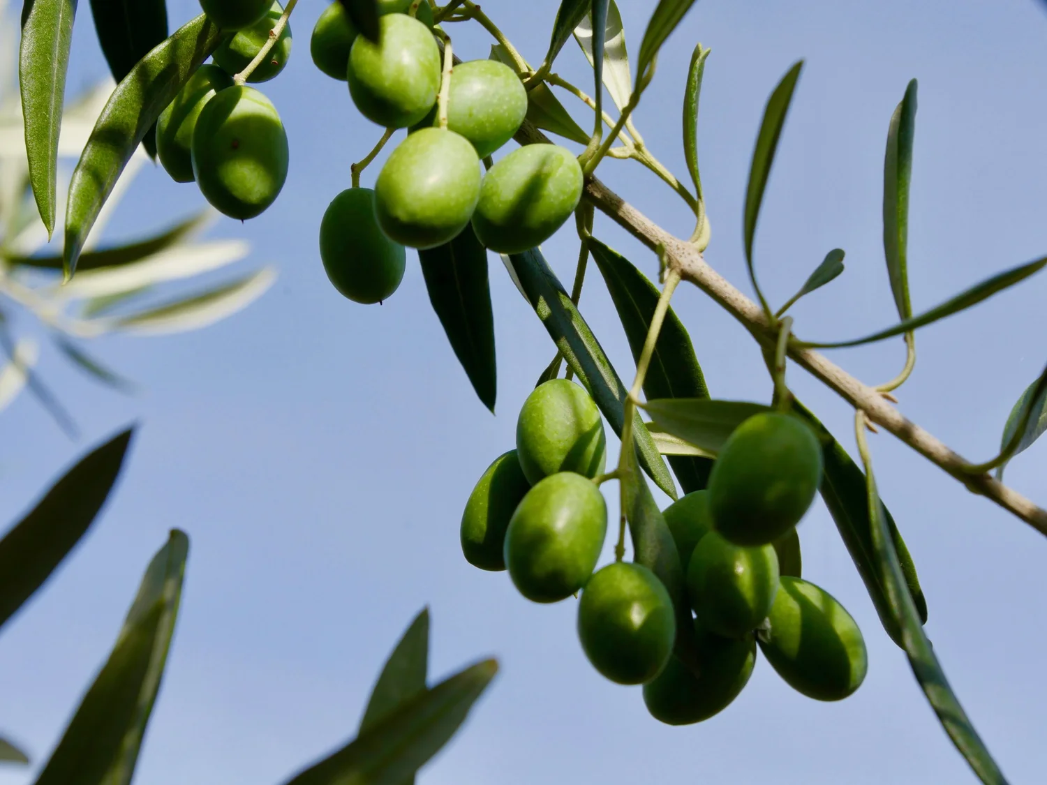 Be it the blue sky or whatever, love the contrast of the green olives not even starting to ripen earlier in the year!