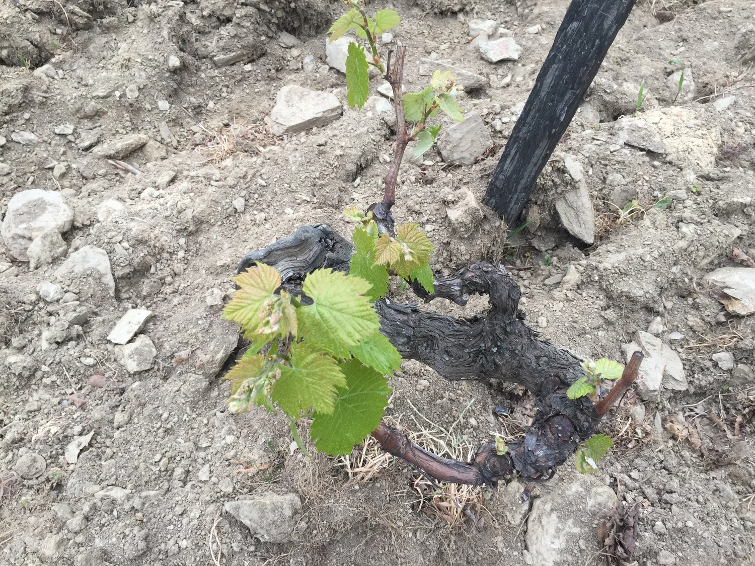  Too dry for March! 
