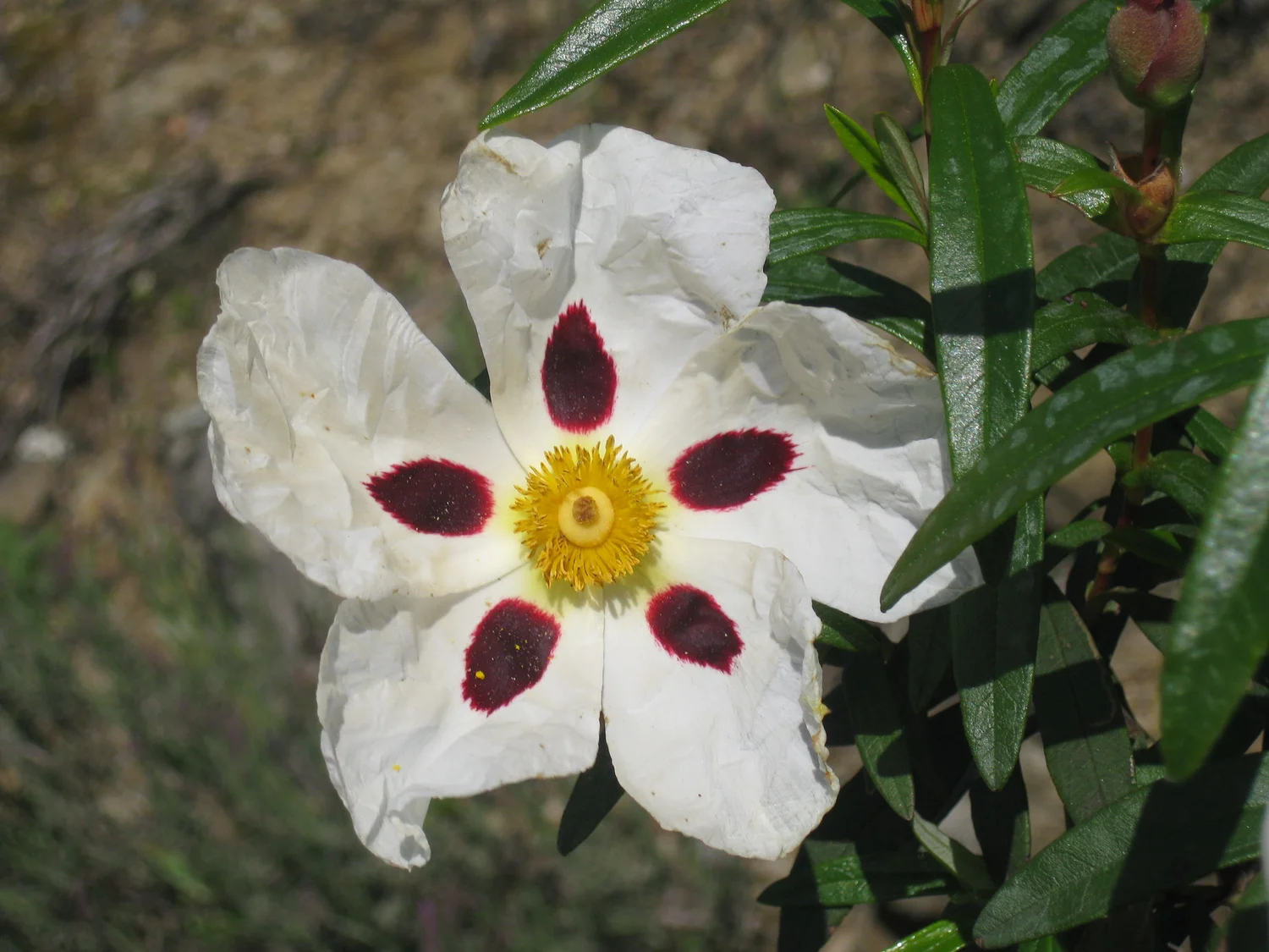  Douro Valley favourite in the Mediterranean shrub: beautiful rock rose aka  cistus  