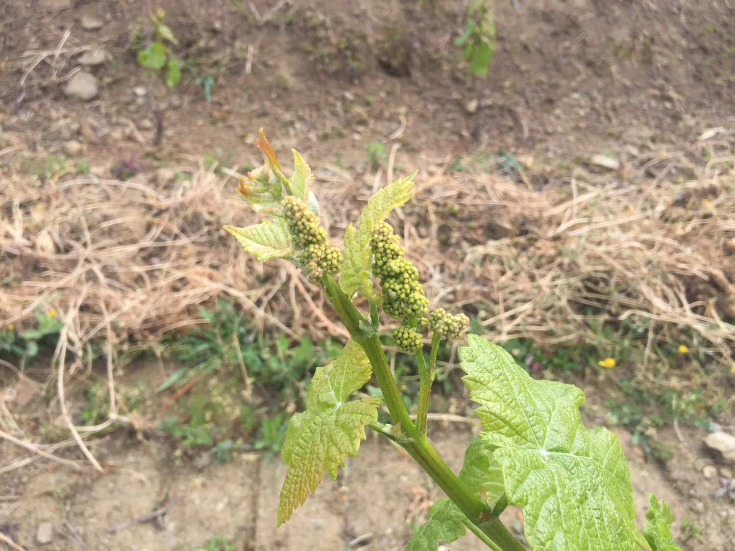  Be it grape vines or… 