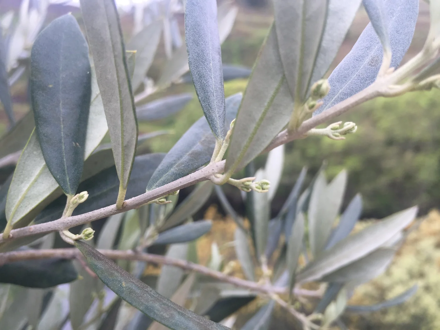  ….olive trees, nature thrives in healthy conditions. 