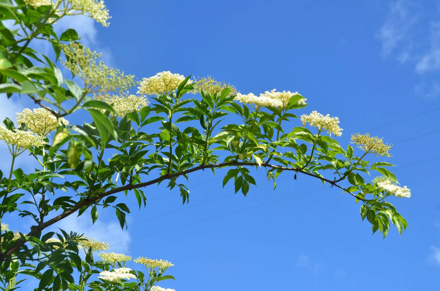  Elderberry at peak bloom. 