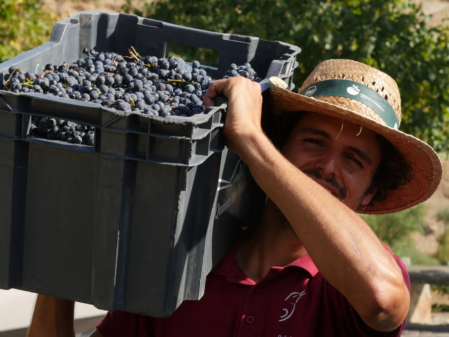 4th harvest to have Italian Alberto back with us at Tedo.