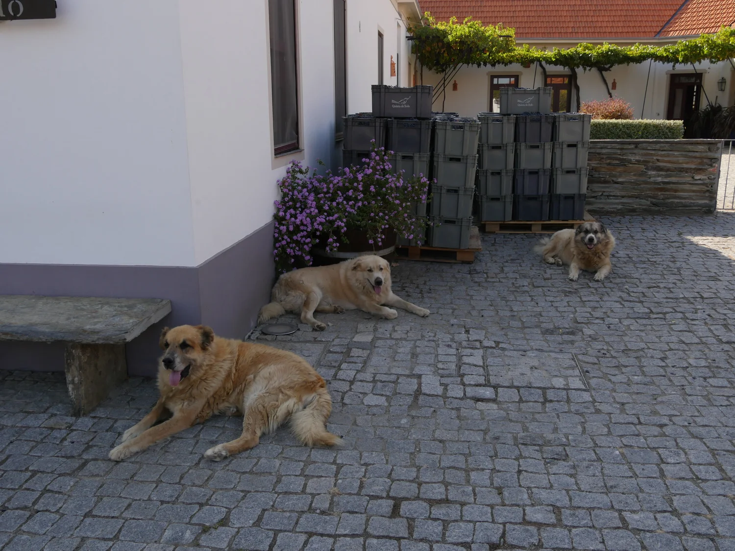 Our mascots overseeing the harvest.