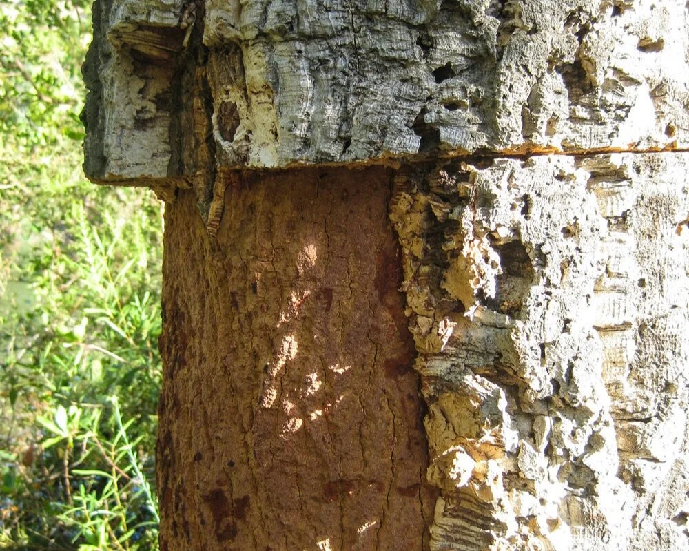 Here you see the 2 bark layers, the red-brown under-layer and the lighter more “cork-like” outer-layer. The outer layer is harveted every 9 years - sustainability at its best!
