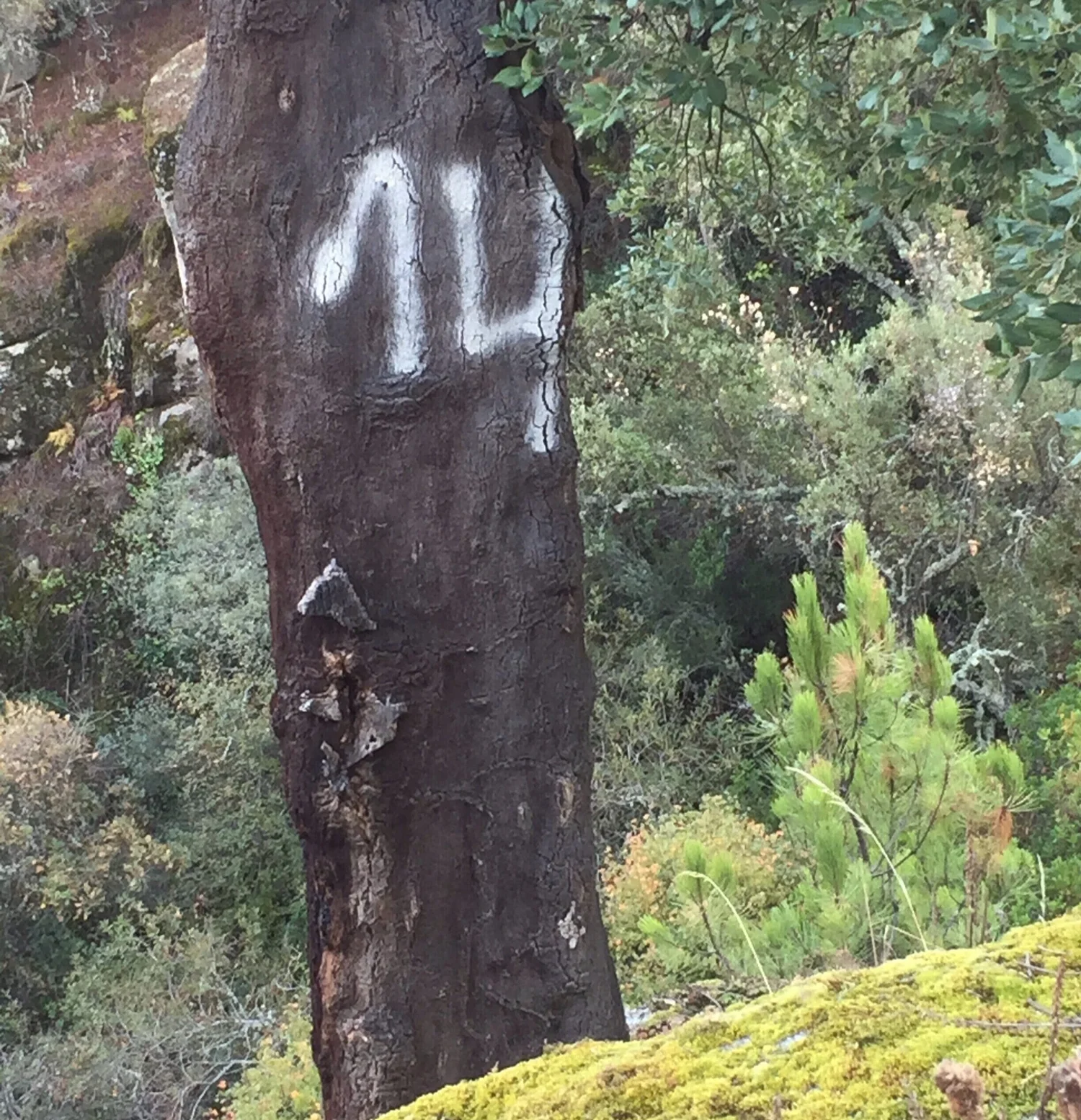 2014 marks the year that the second bark layer was harvested.