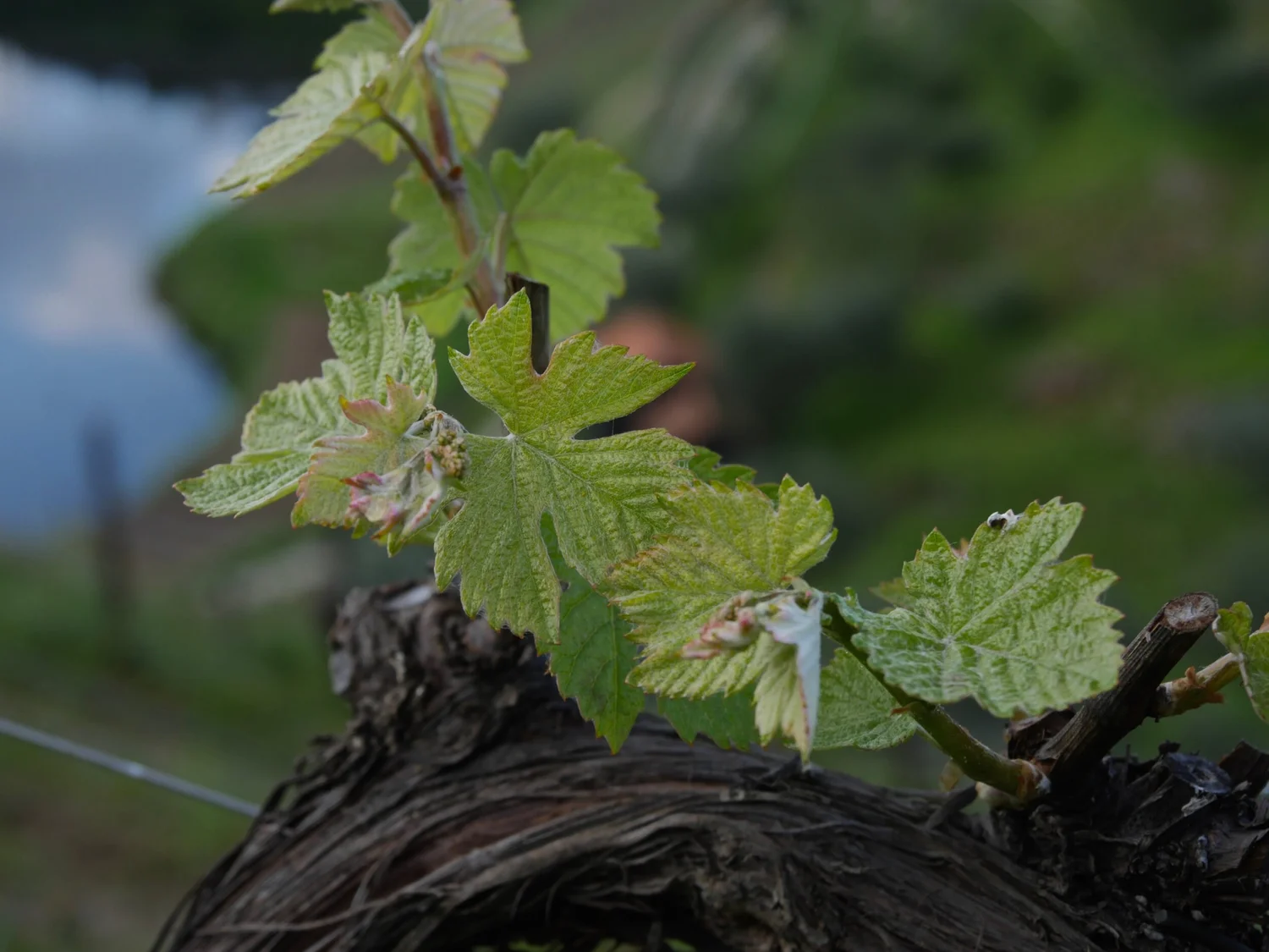 The vines have come out of their Winter slumber, from buds to shoots to leaves!