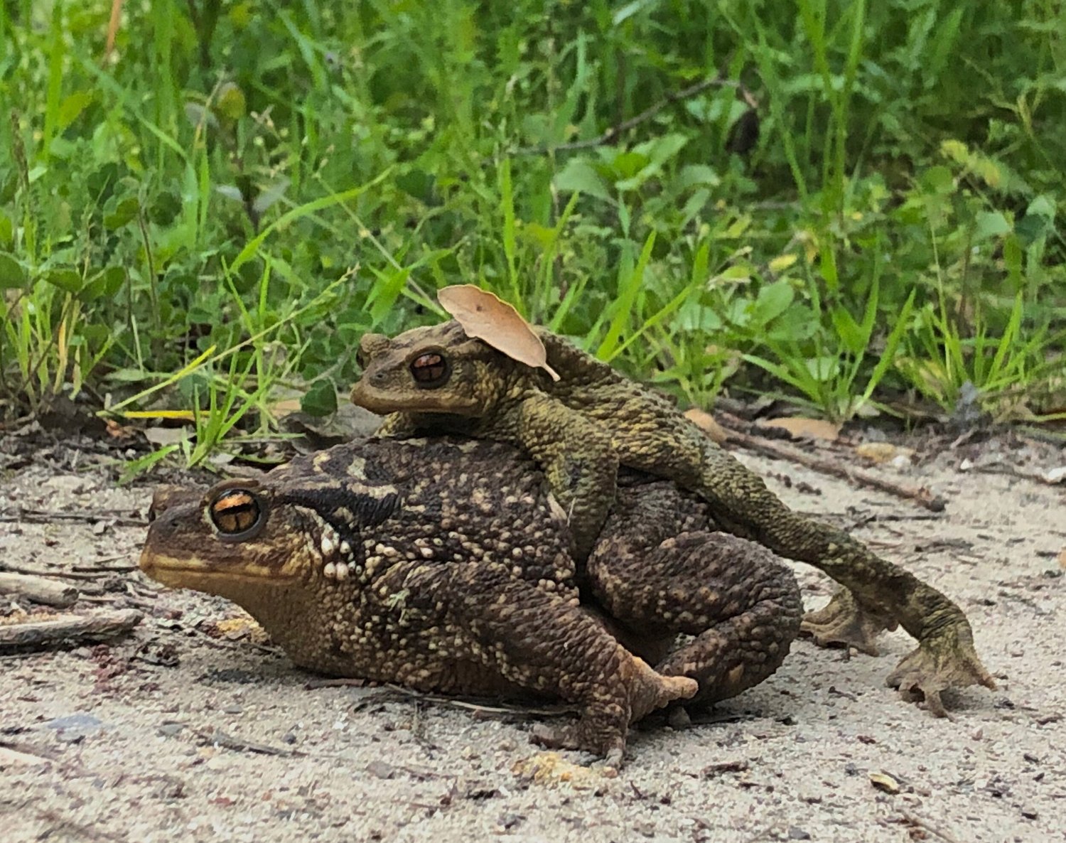 Friendly faces in intimate embraces; nature is thriving and thrusting to Spring vibes ;)