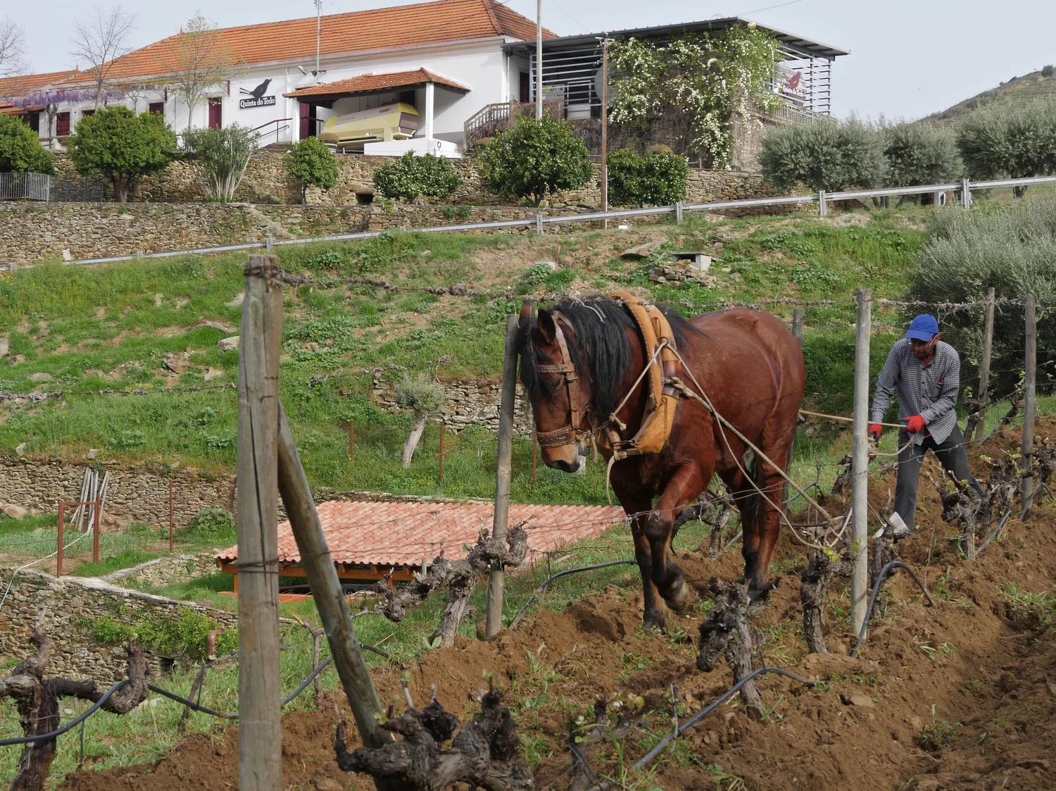 Man and horse teamwork makes the certified organic dream work.
