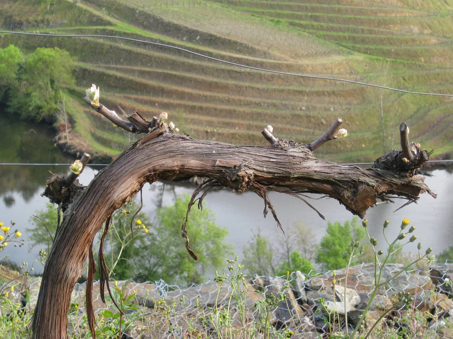 Bud break - the cycle of the grapevine BEGINS! 