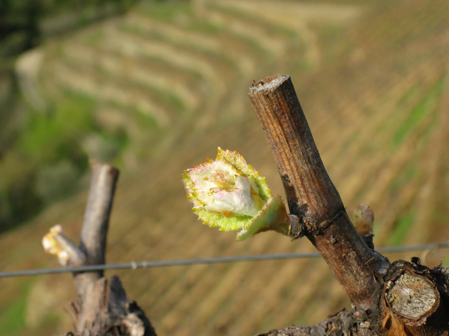 Bud opens. 