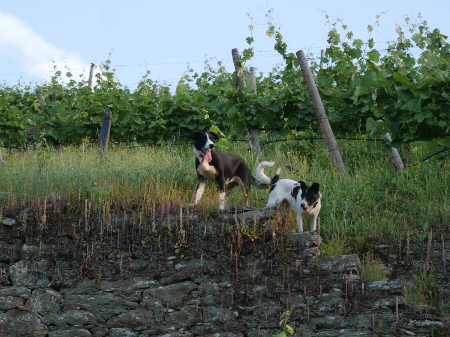  Growth takes off, thinning will follow. Here are our 2 new dogs, Ardinia and Lula. 