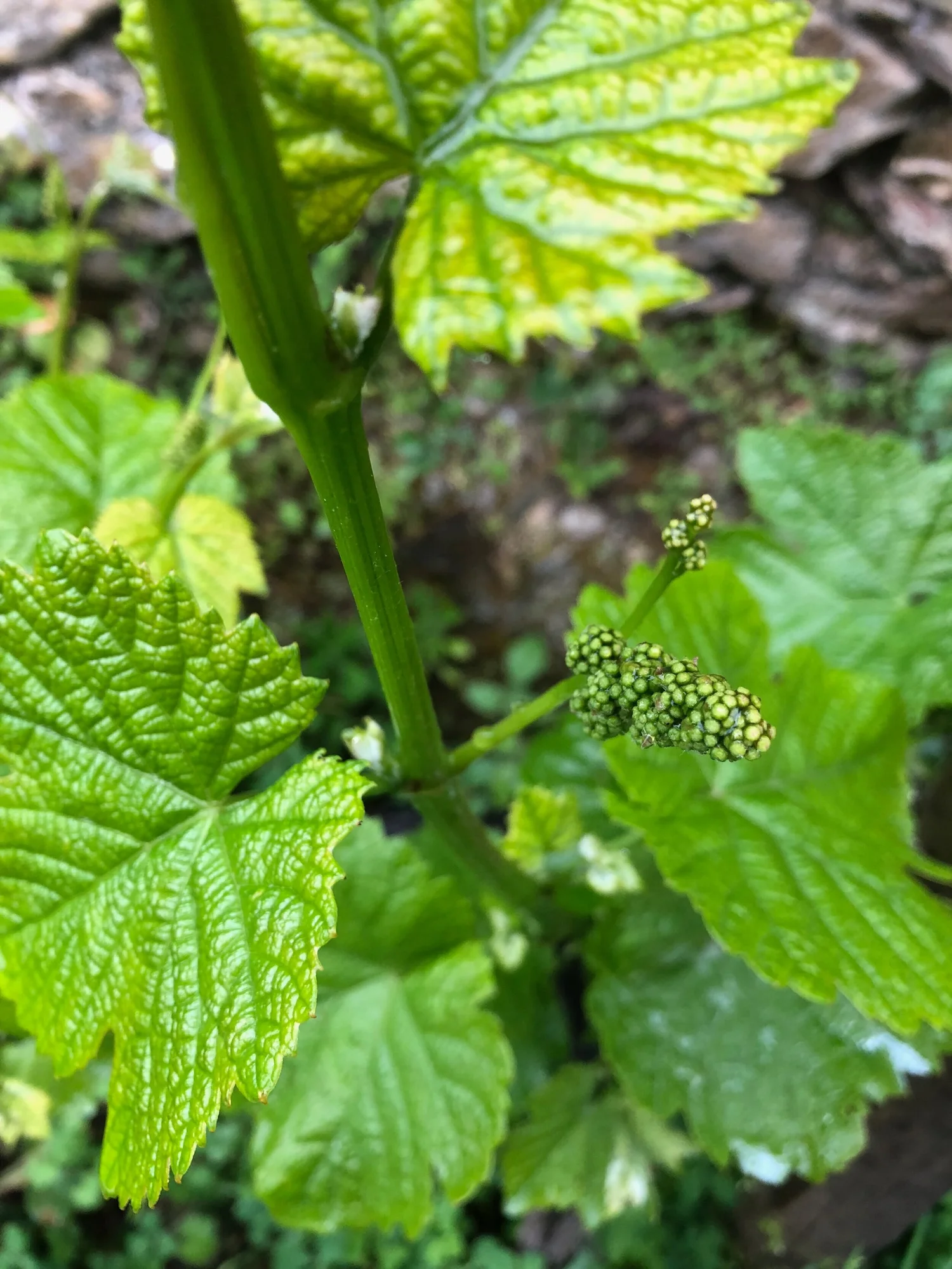  Tendrils form into future grape clusters. 
