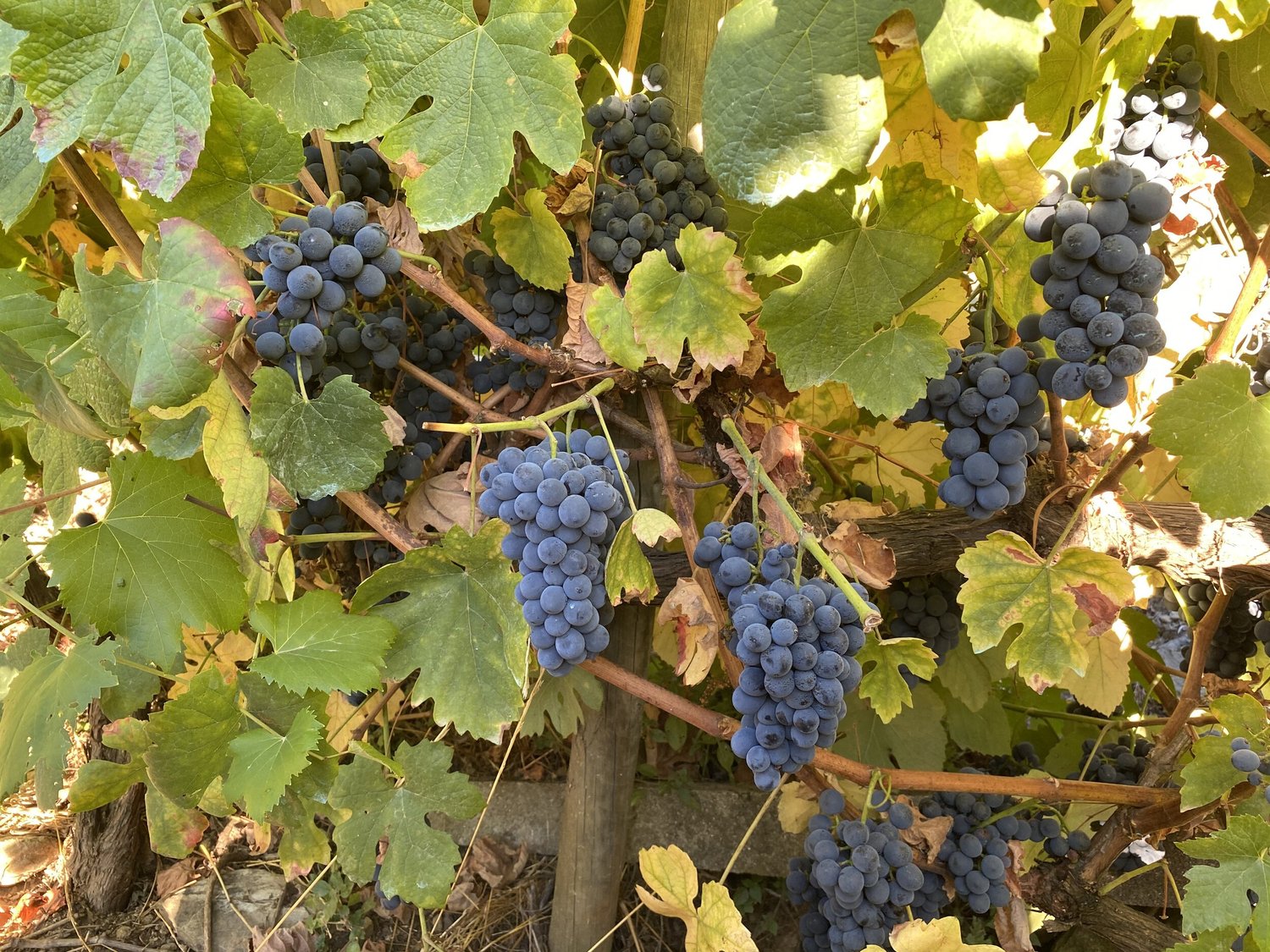  Ready for harvest. 
