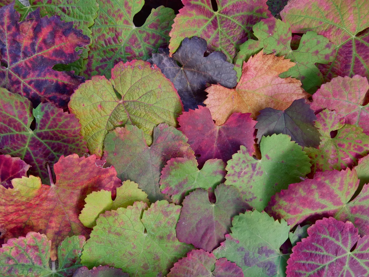  50 shades of red in our vineyards around this time of year.  Photo by Odile Bouchard.  