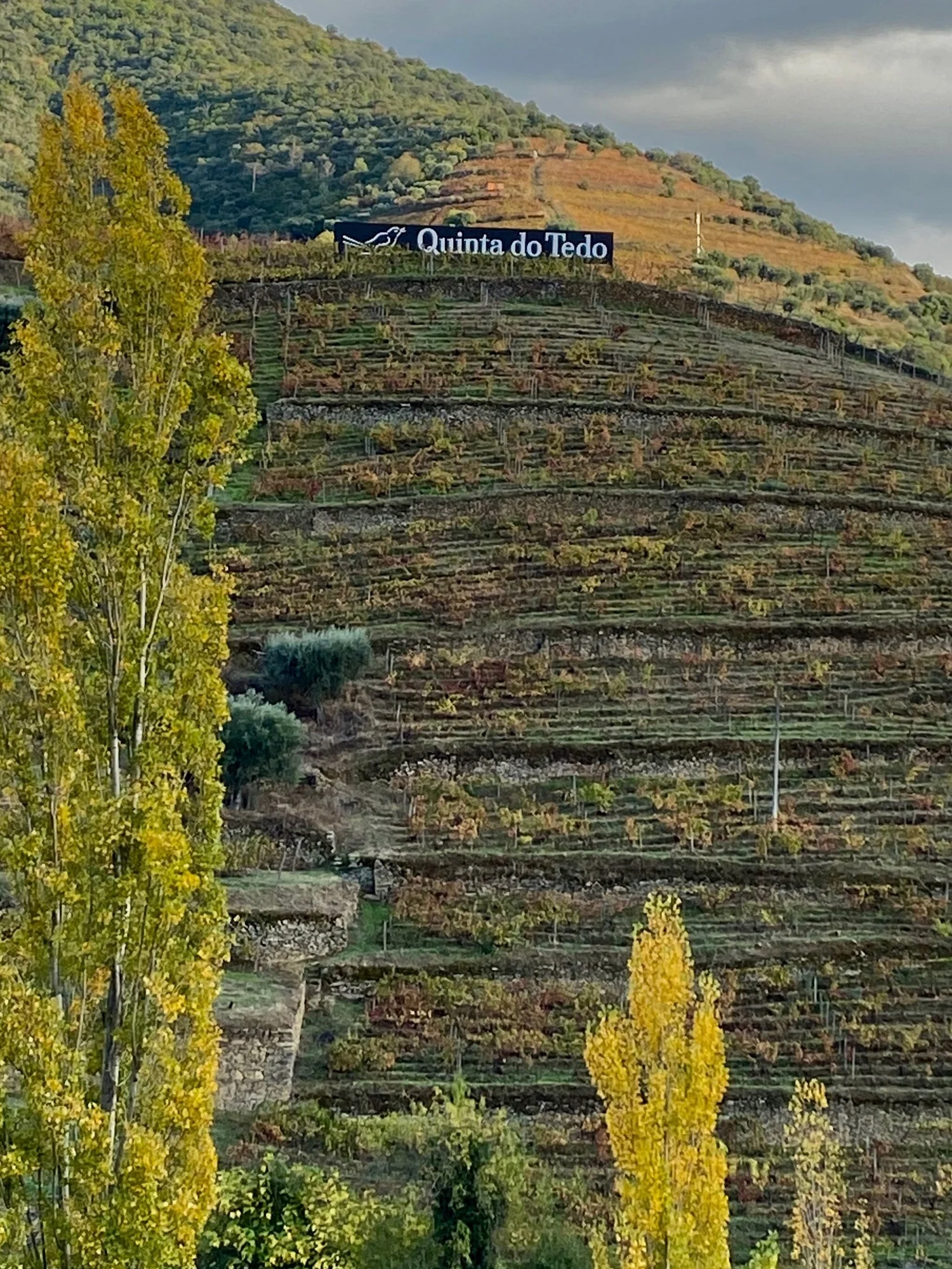  Fall colors painting Douro Valley red, orange, yellow and green.  Photo by Kay Bouchard . 