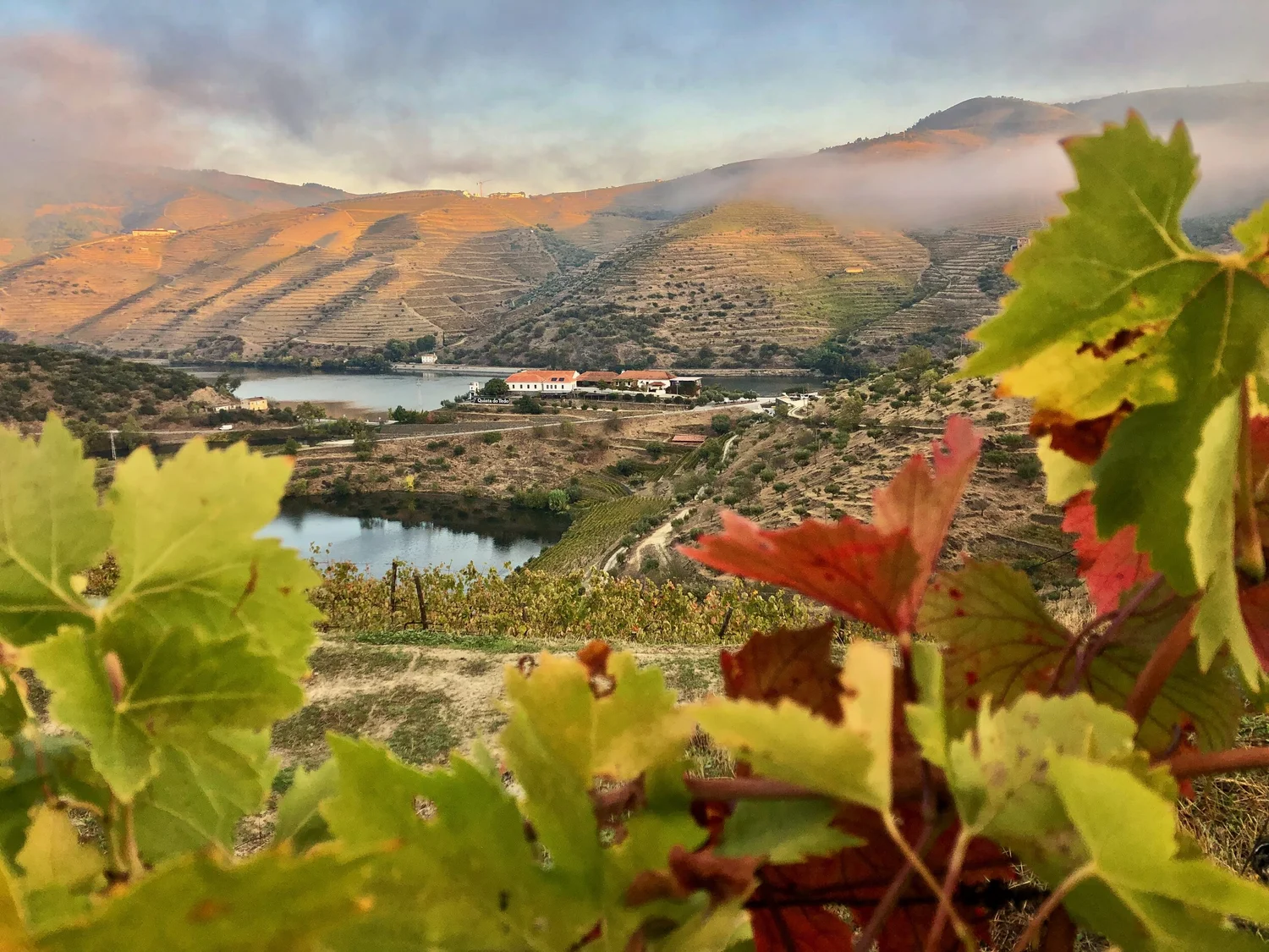  A peak through the changing colors of hilltop vines overlooking our estate.  Photo by Odile Bouchard . 