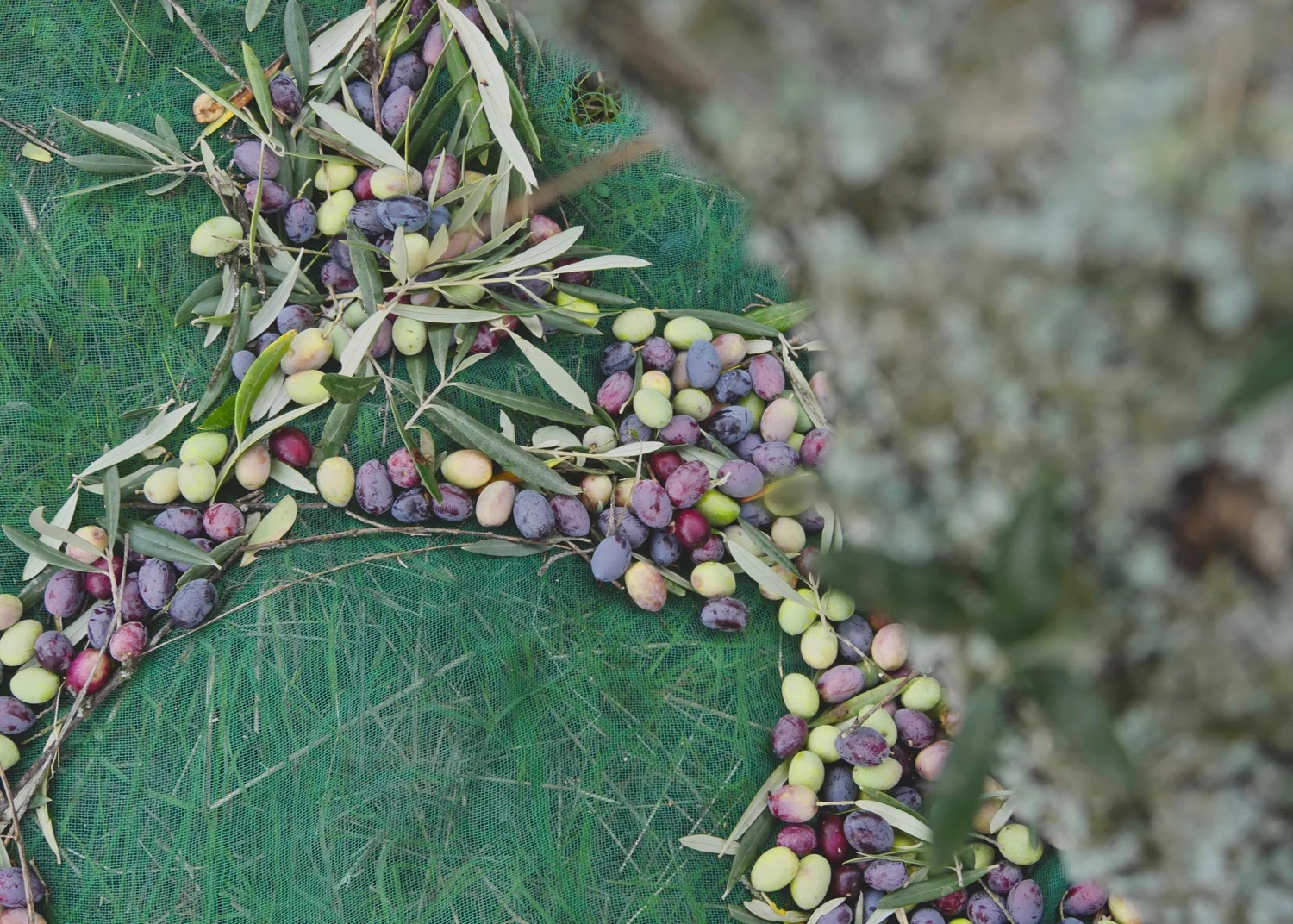   We pick our olives early to ensure low acidity and maximum quality.   