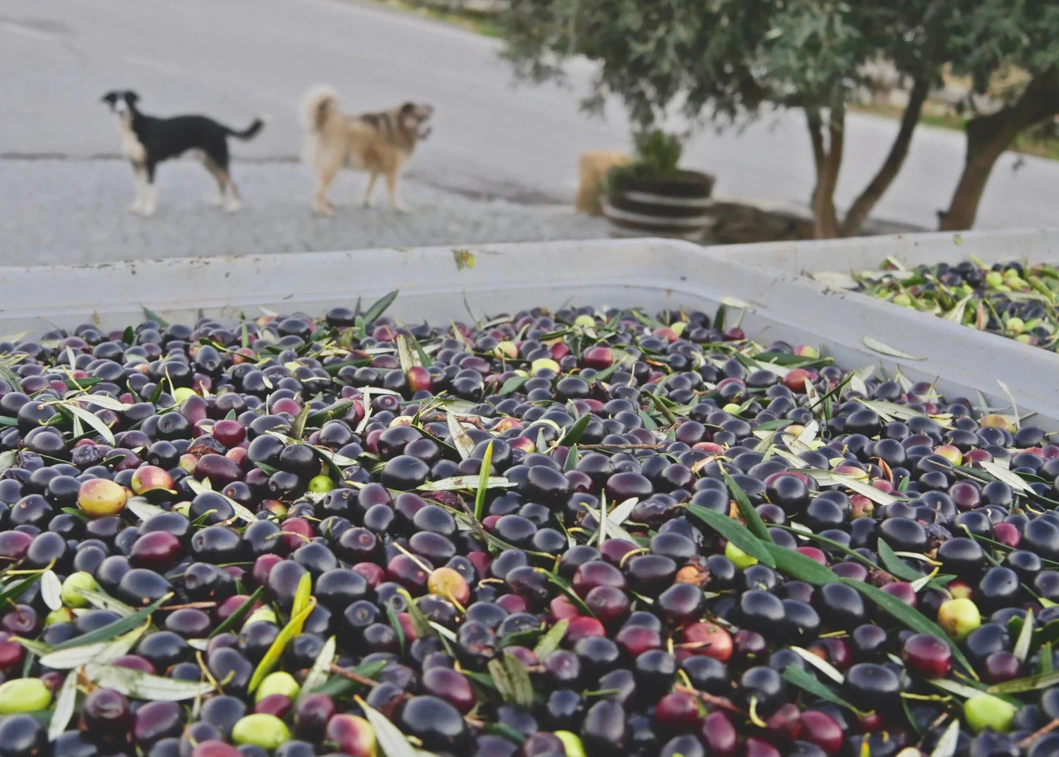   Moleirinho, Verdeal, Carrasquenha and Cordovil varietals ready to press!  