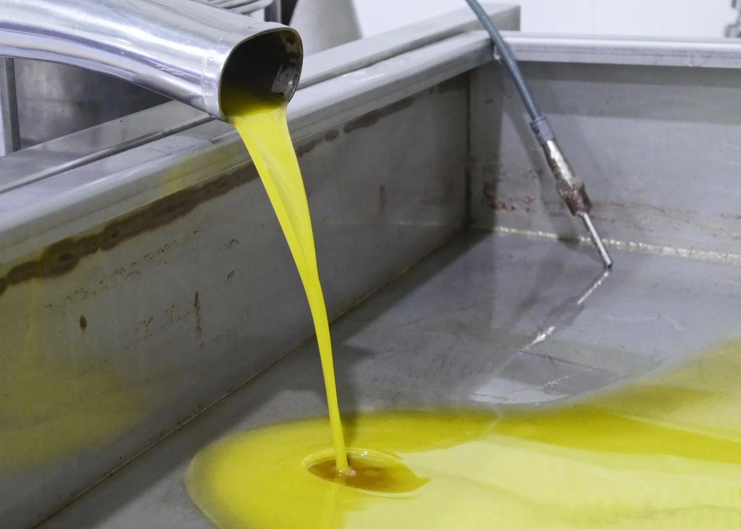  Freshly cold-pressed, bright green EVOO pouring out of the centrifuge.   