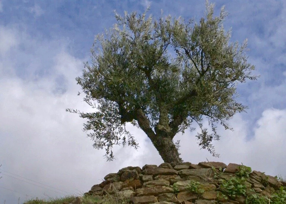   A “senior member” of Quinta do Tedo’s 800 sustainably-farmed olive trees.  