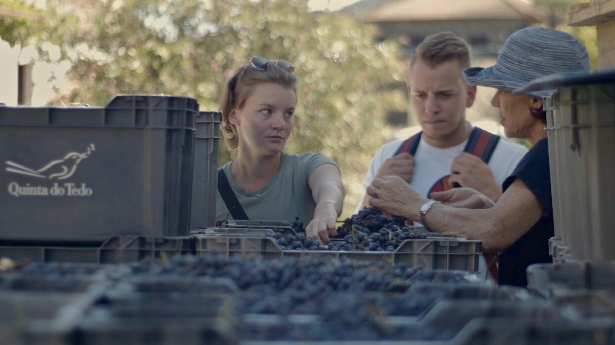 During harvest, Kay (owner) is always on-site chatting with visitors (and snacking on grapes).