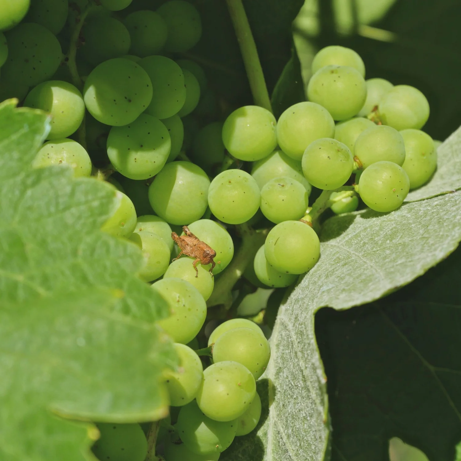 Our certified organic grapes are looking healthy a week or two out from veraison and receiving visits from auxiliary fauna!