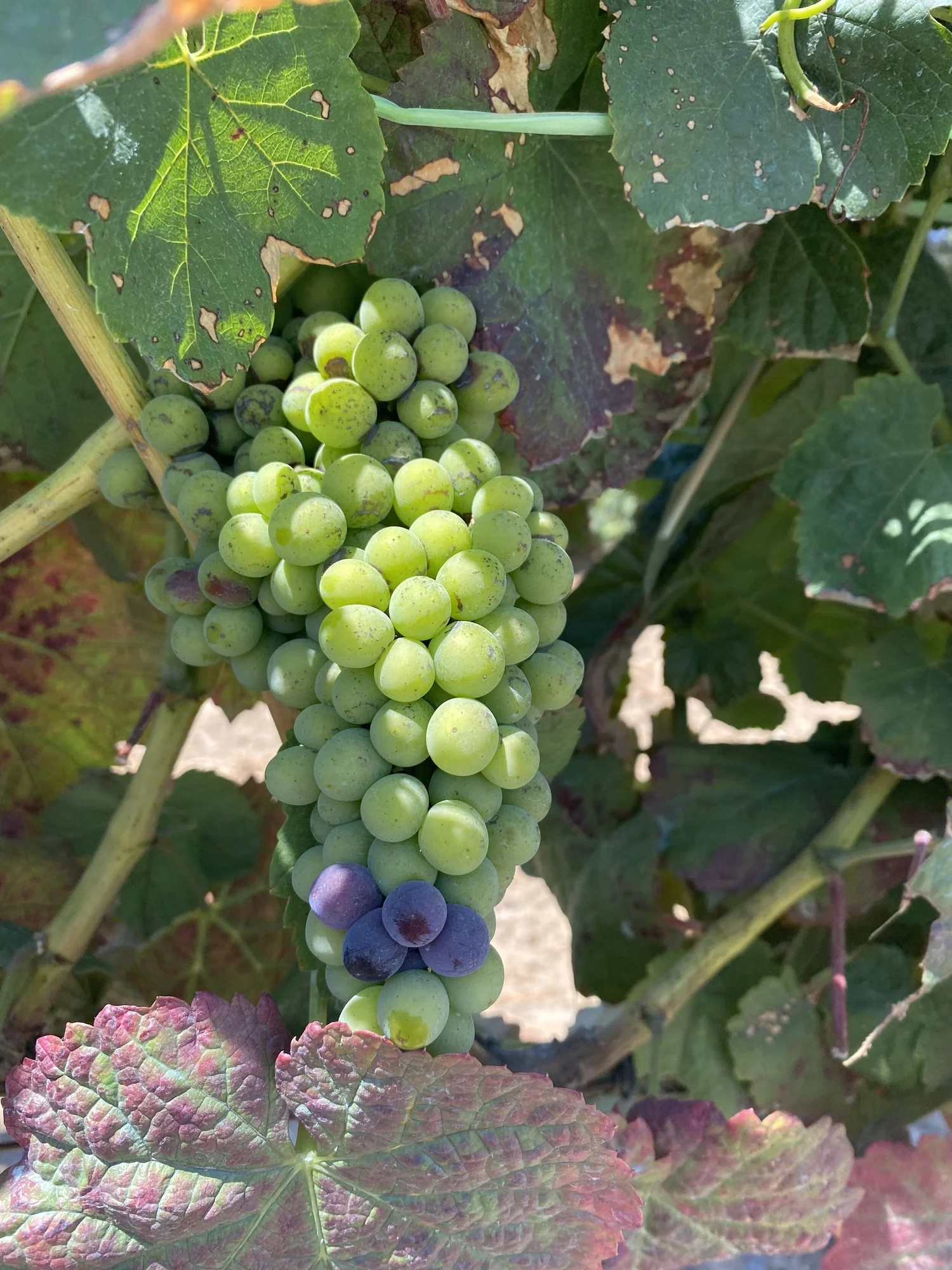  Love this grape cluster – a curious concentration of 4 purple grapes! 
