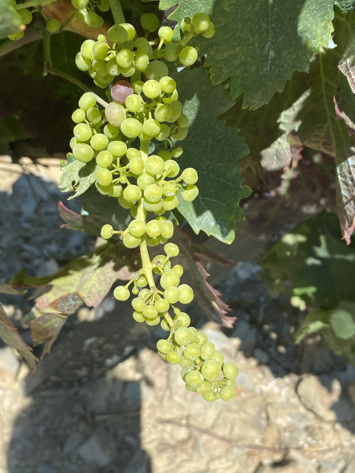 A cluster that is just starting to fill out – later flowering from other vines, and véraison happens later. 