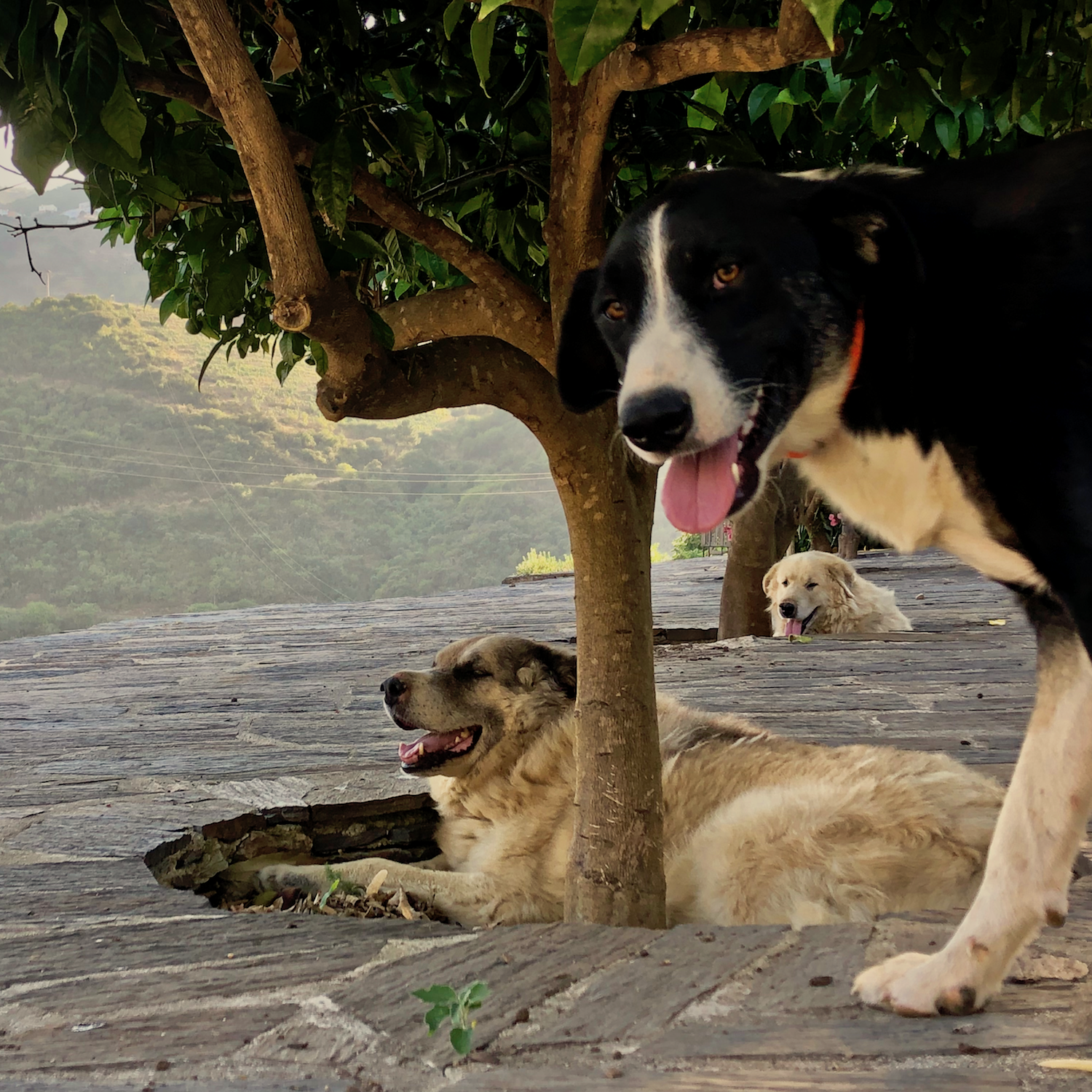 Jaime, Jeremia, Ardinia &amp; Lula ....Winery Guardians..Gardiens de Vignoble..Vigilantes de Quinta....