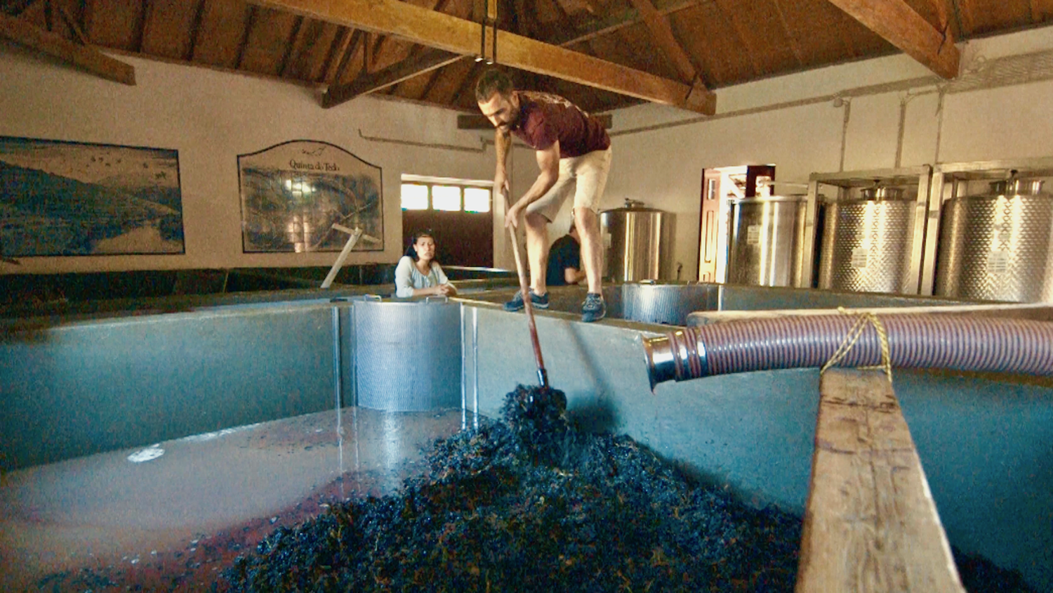 Tour Guided Tiago loves helping out during harvest - here he is spreads the freshly harvested Port grapes out into our lagares to later foot-tread!