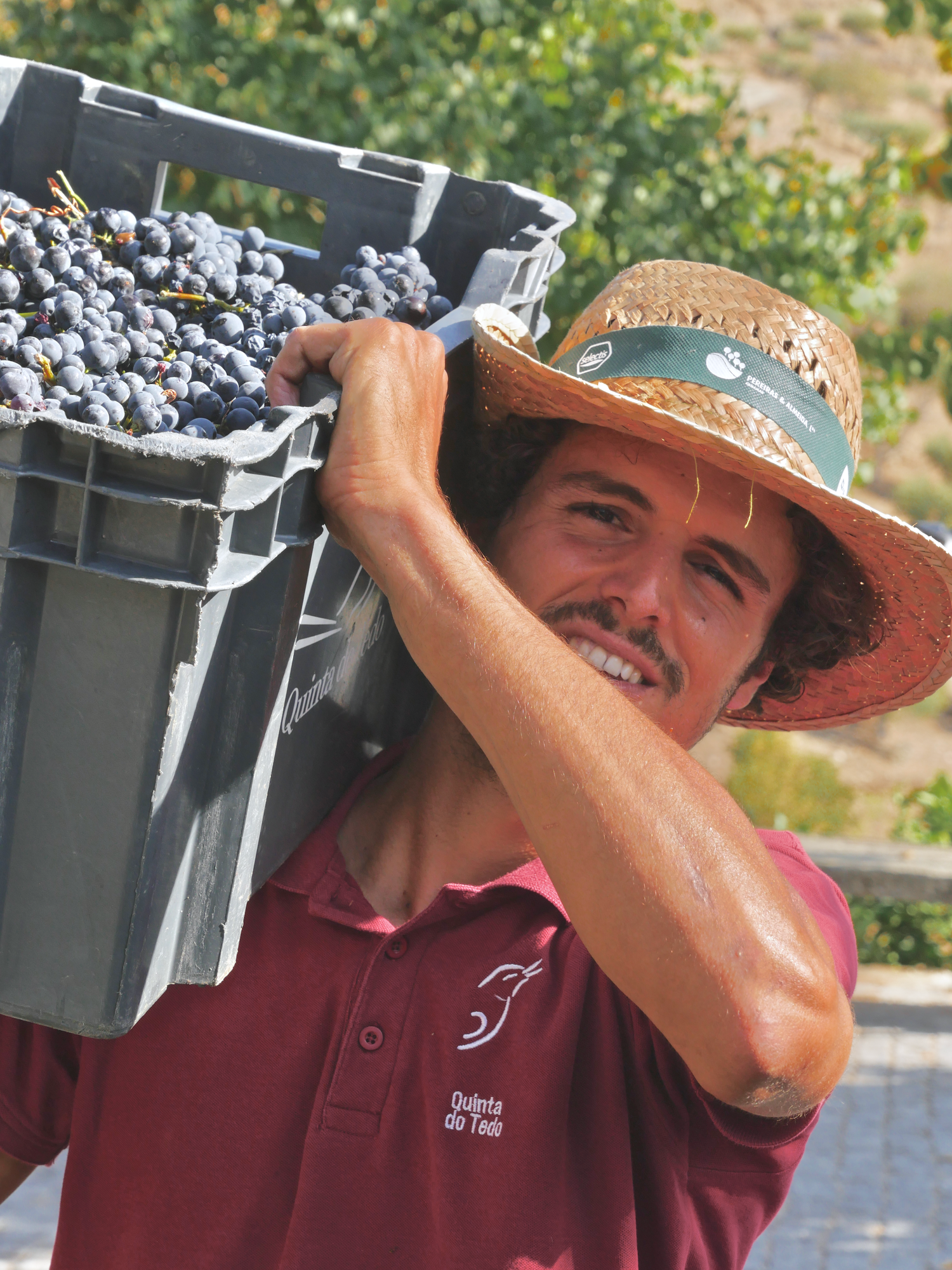 READY, SET, HARVEST!