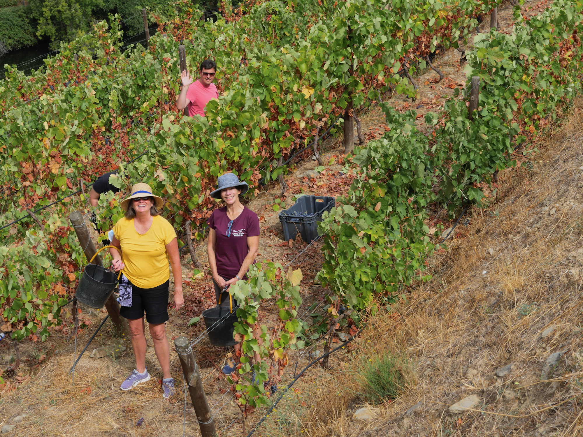 Kay Bouchard picking Touriga Nacional 