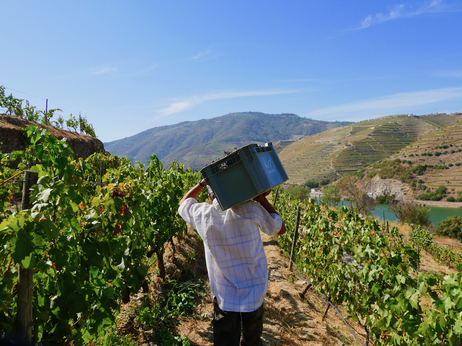2022 – A very early harvest!