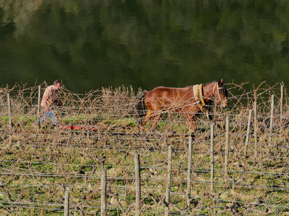 Filipe labourant de vieilles vignes avec Cariço, notre cheval.